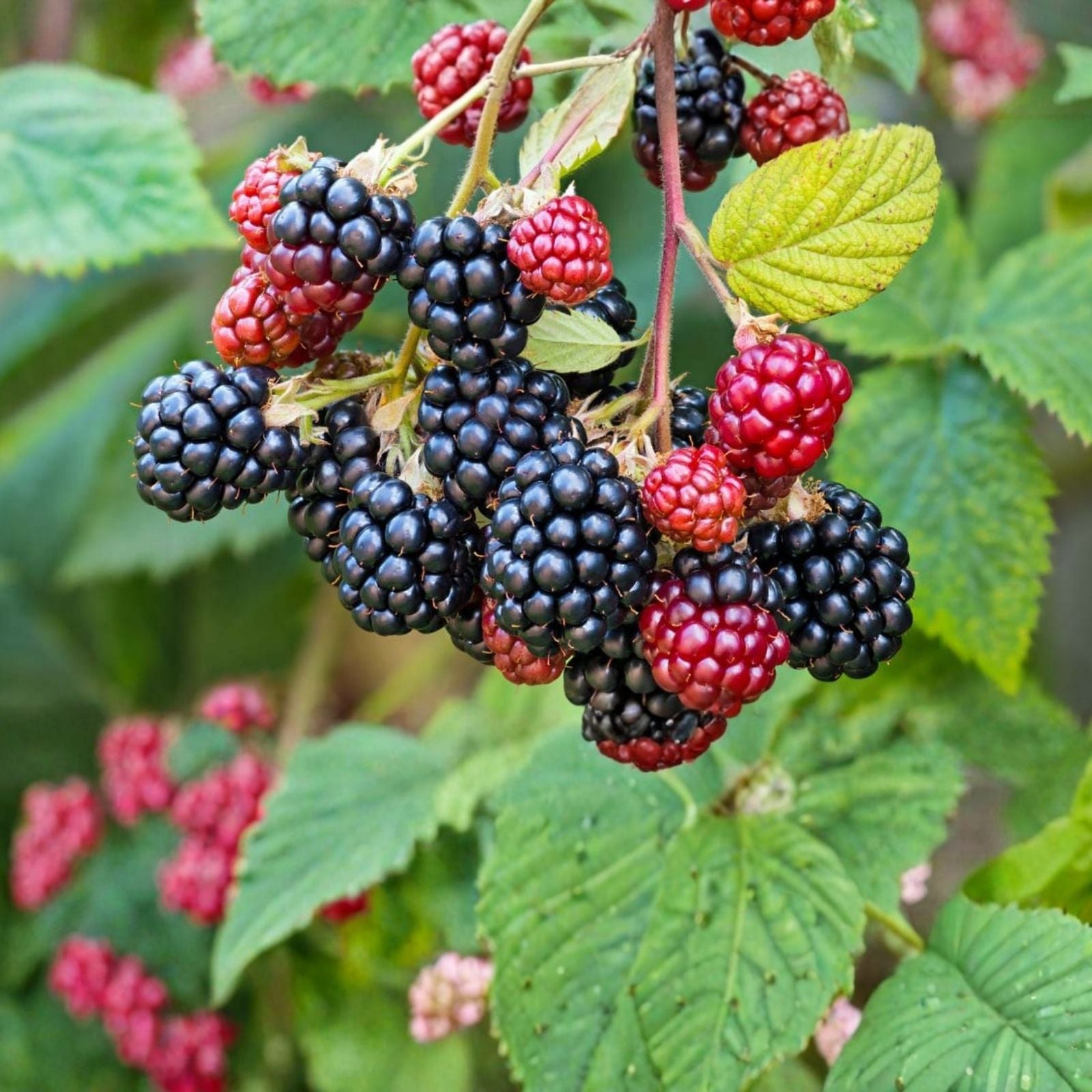 Sawtooth Giant Blackberry Plant 5-Pack Thorny Rubus fruticosus High Yield Support Required