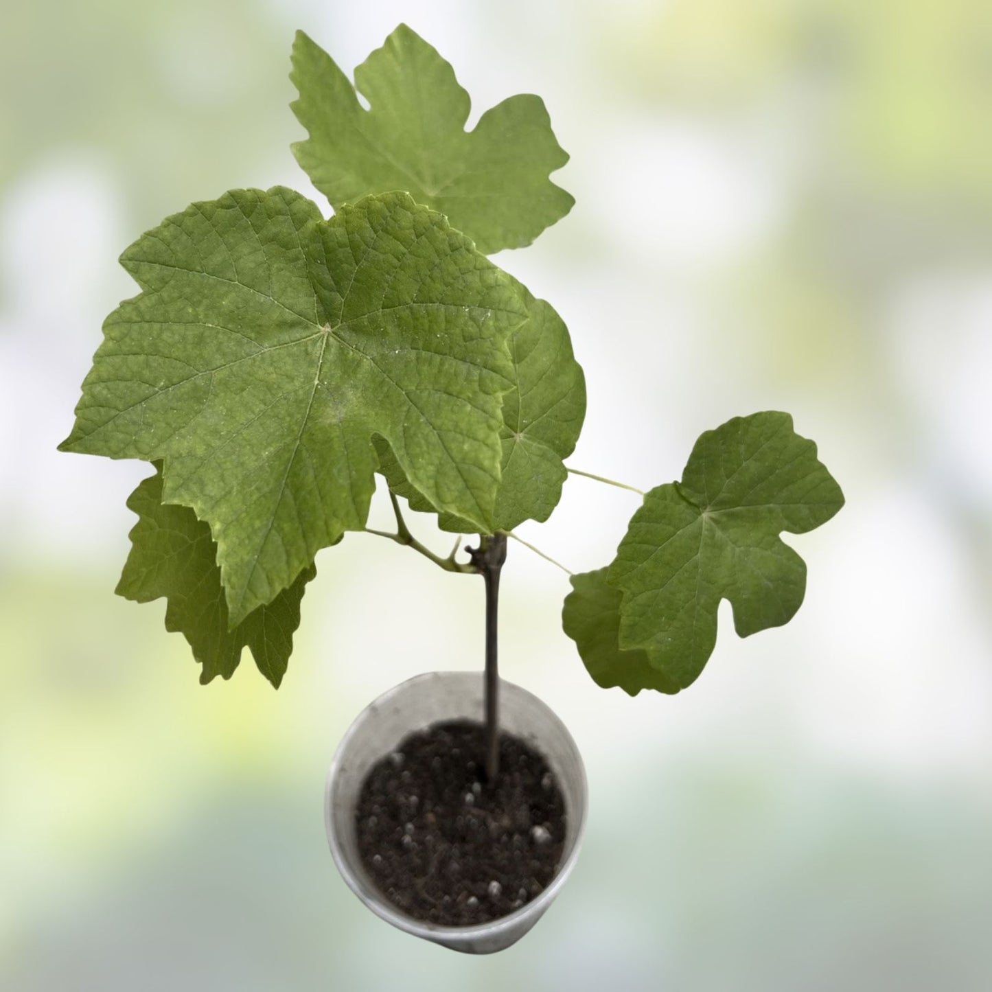 Rada Grape Cuttings, 2 Pack, Easy to Root, Imported from Ukraine, No Roots, Limited Supply, Fruit Vine Propagation