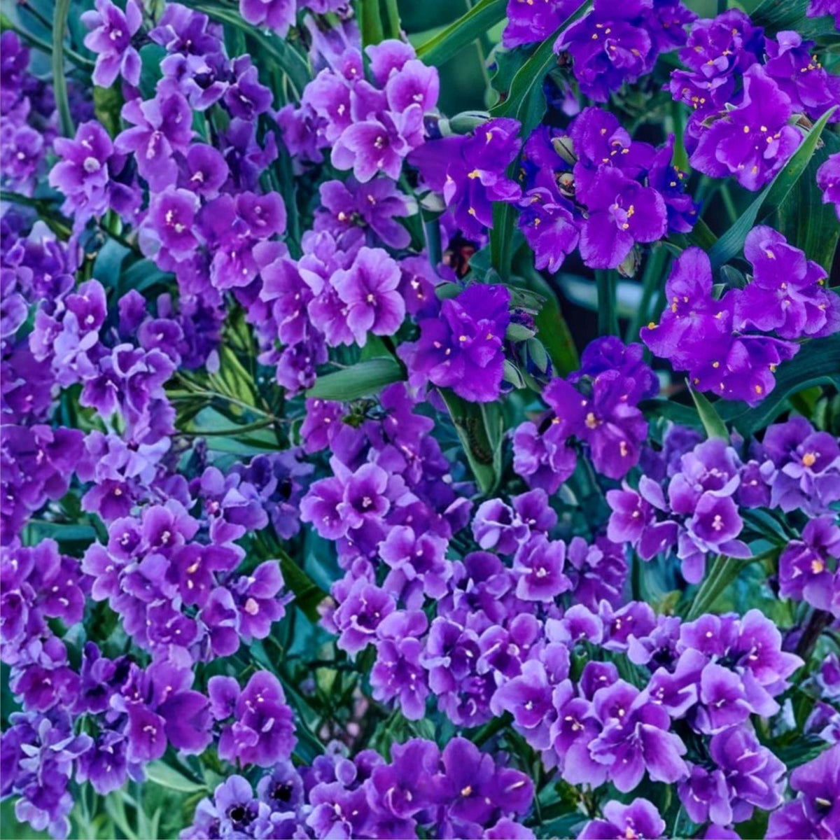 Live Widow's Tears Plants 5-Pack, Blue Purple Blooms, Commelina spp., Shade-Loving Native Southern Flower