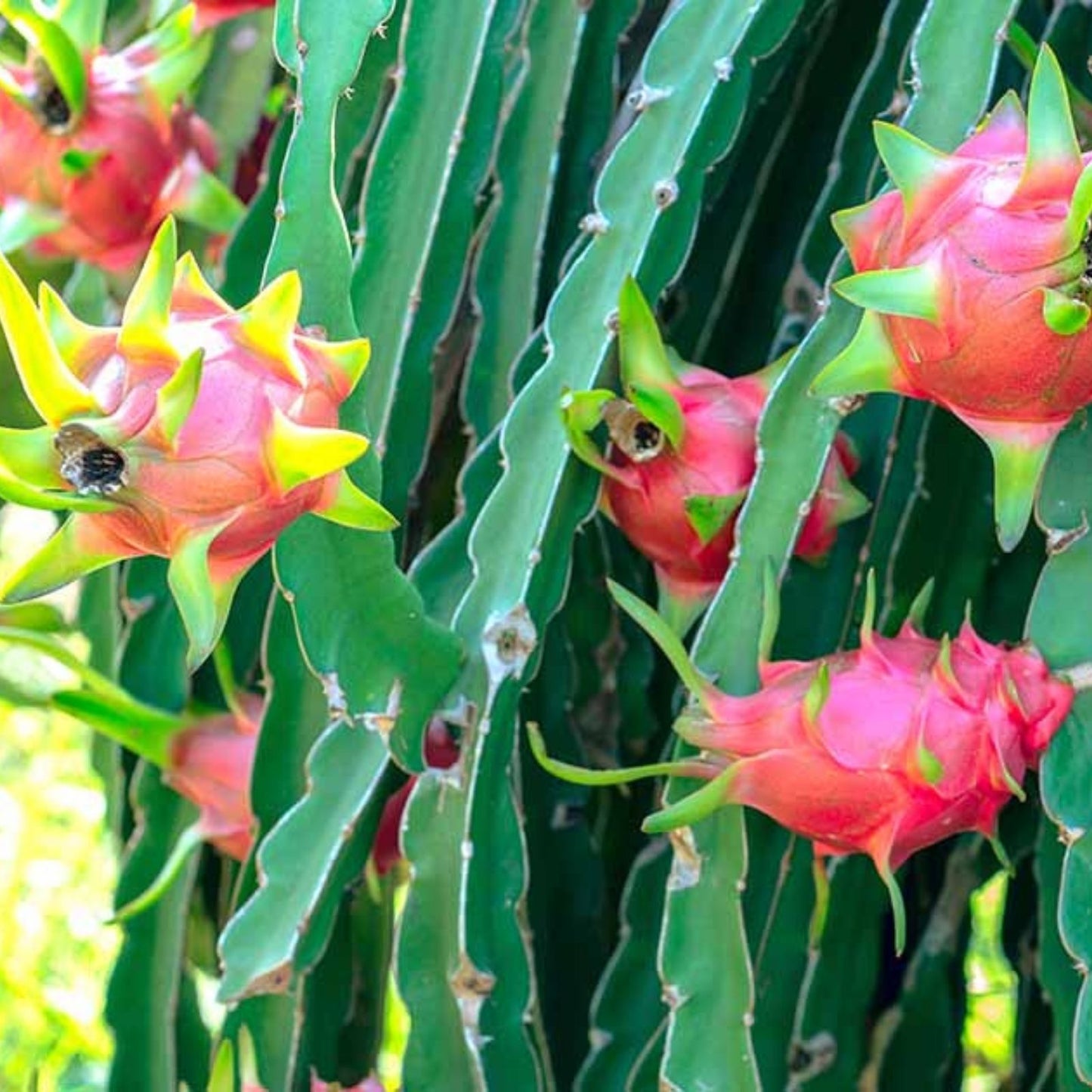 Rooted White Dragon Fruit Plant in Pot - Sprouted Pitaya Cactus Cutting - Hylocereus undatus