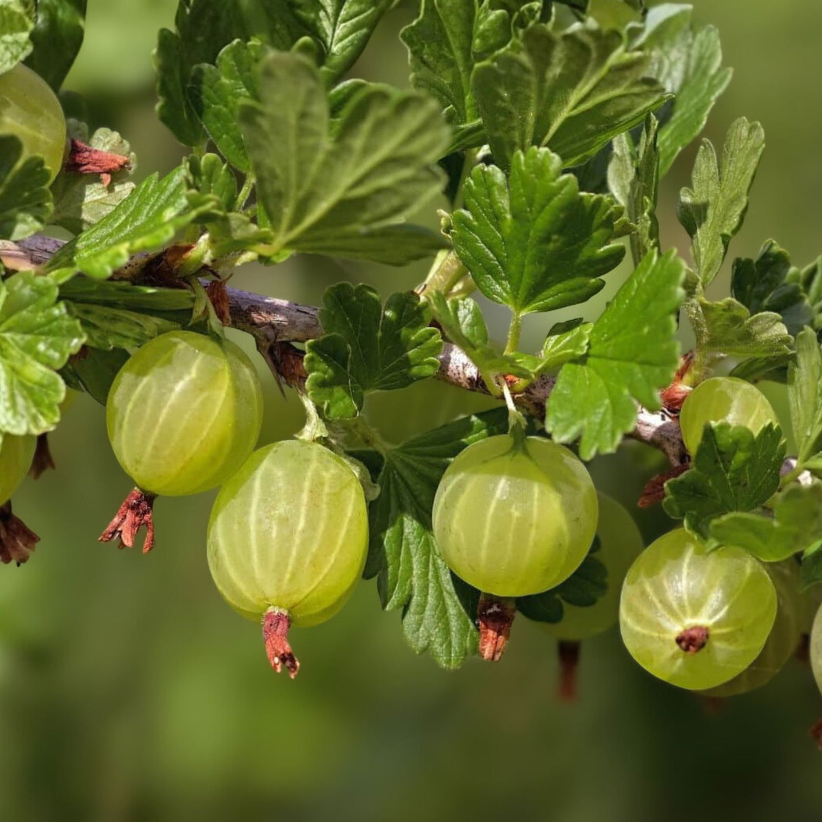 Pixwell Gooseberry Plant - 2-Year-Old - Ribes uva-crispa - Tart Light Green to Pink Berries for Pies - Zones 3-8