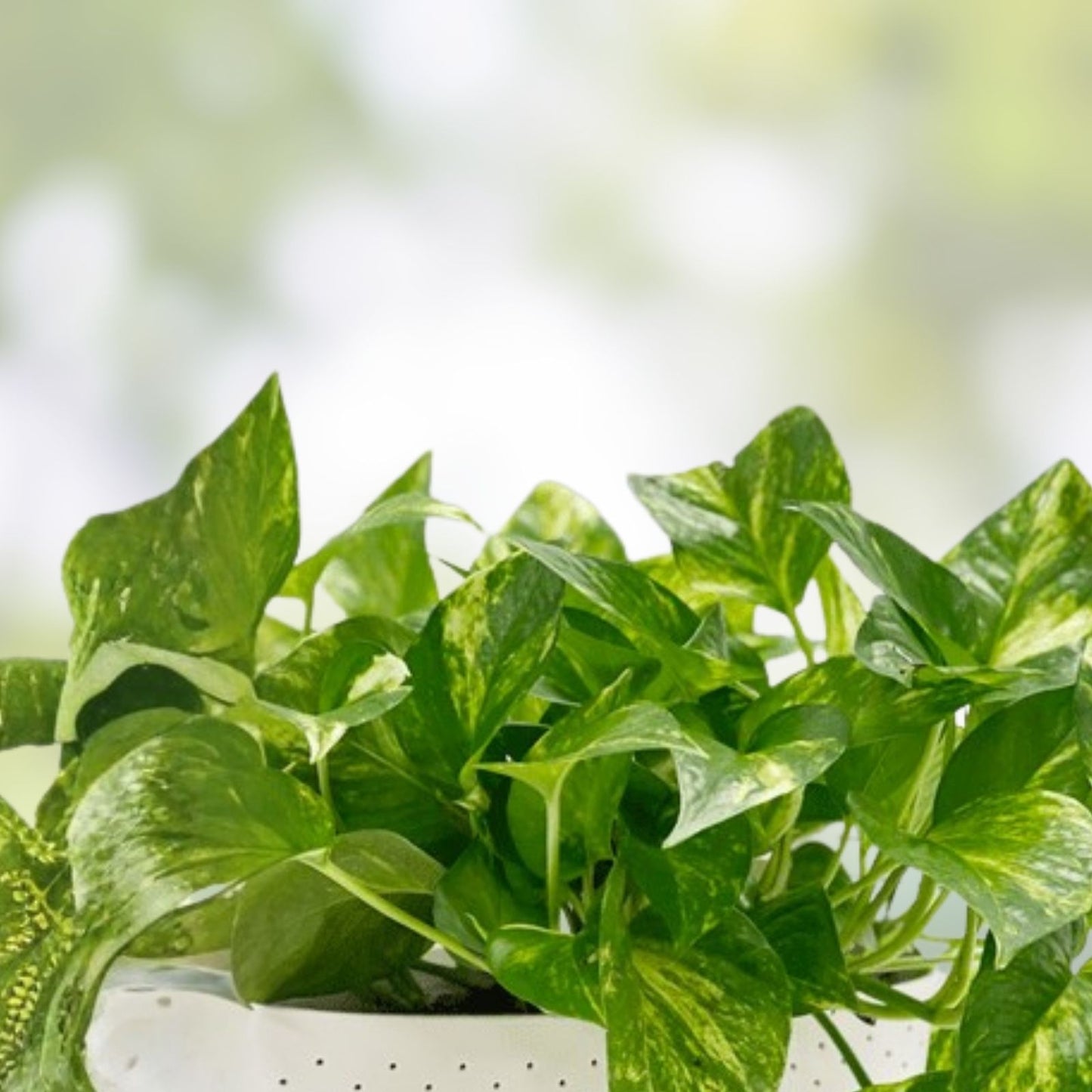 Healthy Rooted Pothos Plants 8+ Pack – Golden, Green & Marbled Queen – Epipremnum aureum for Aquariums