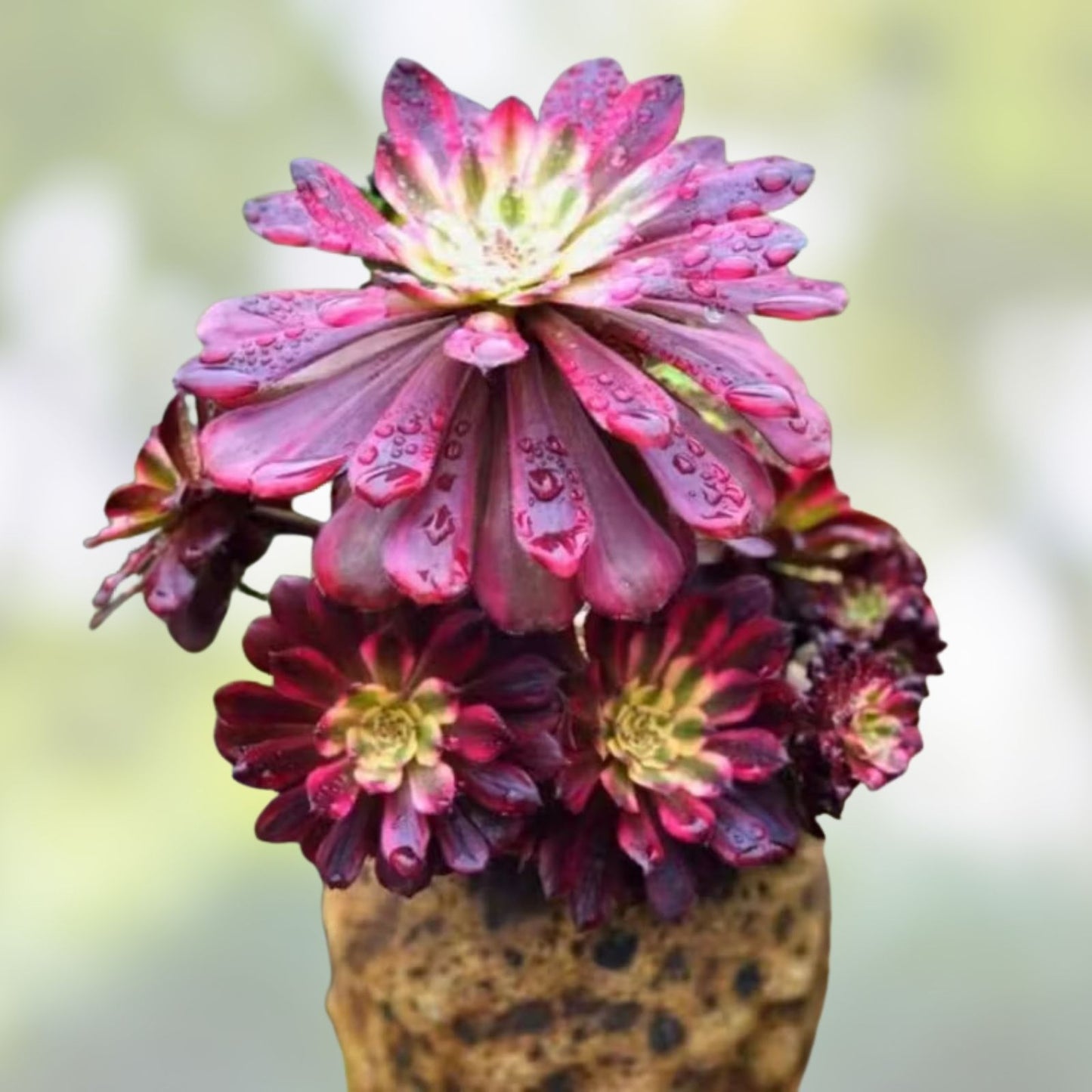 Rare Aeonium Mardi Gras Succulent Cutting 3-4 Inches Variegated Unrooted Plant, Succulent Plant, Garden, Indoor Plant