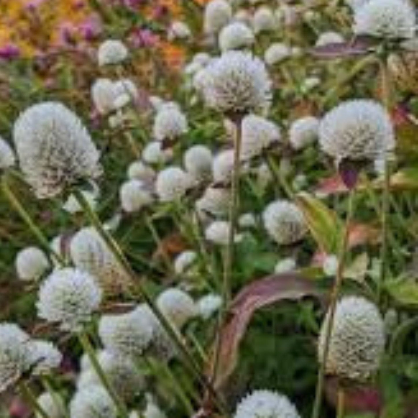 Gomphrena Seeds for Planting - White Variety - 50 Seeds - Audray White Gomphrena (Gomphrena globosa)