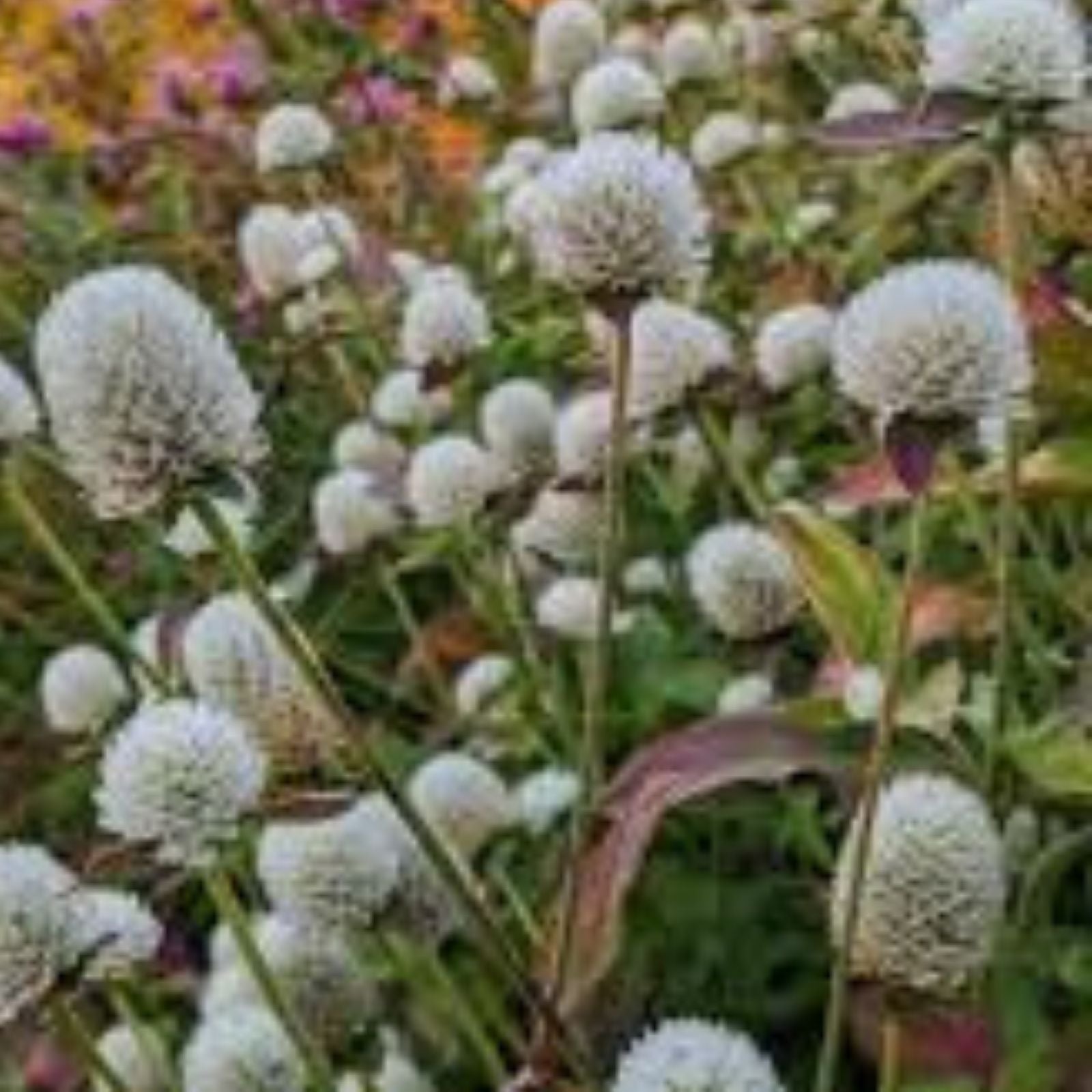 Gomphrena Seeds for Planting - White Variety - 50 Seeds - Audray White Gomphrena (Gomphrena globosa)