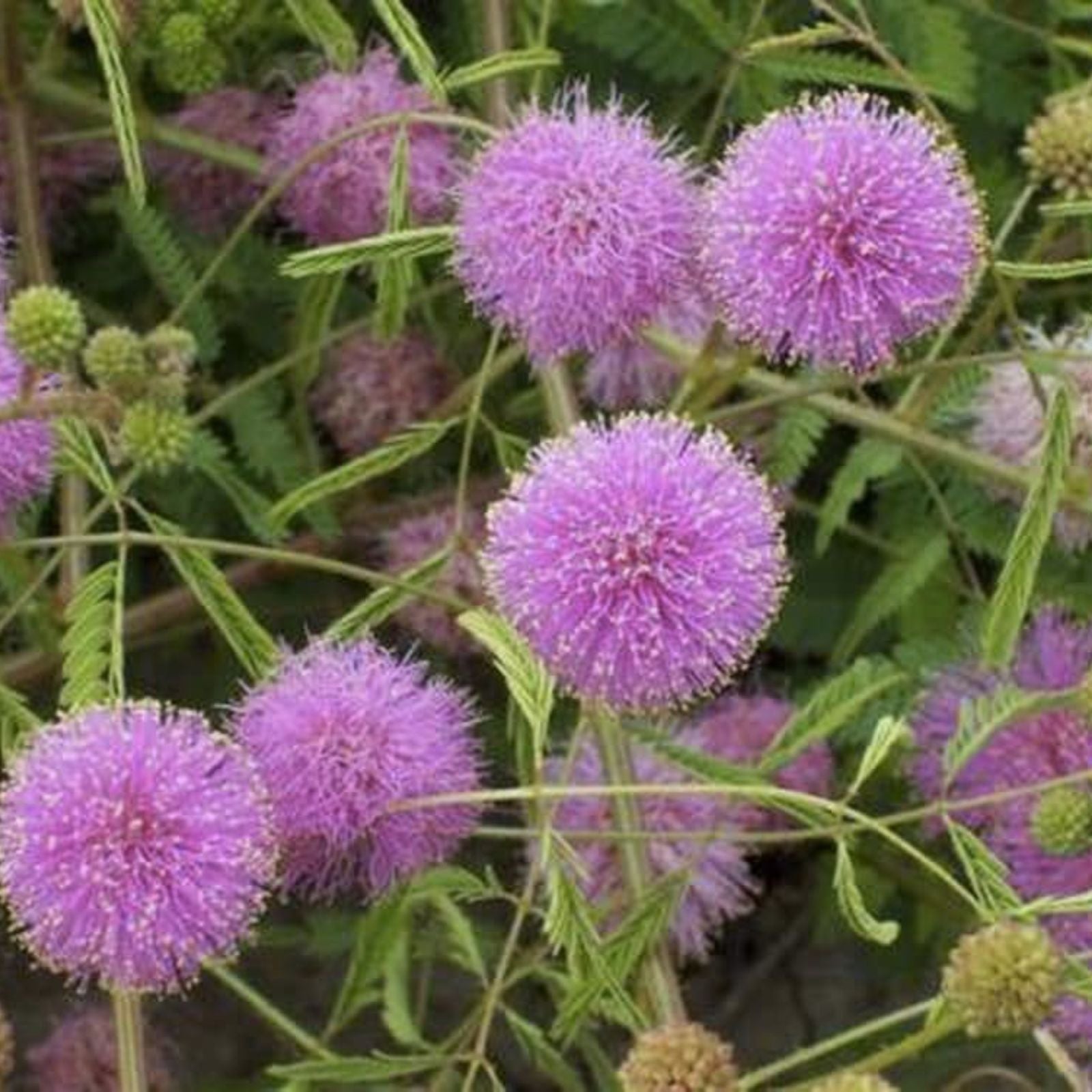 Sensitive Plant Seeds 100 Pack | Mimosa pudica Exotic Garden Flower | Live Plant Cuttings, Houseplant, Indoor Outdoor