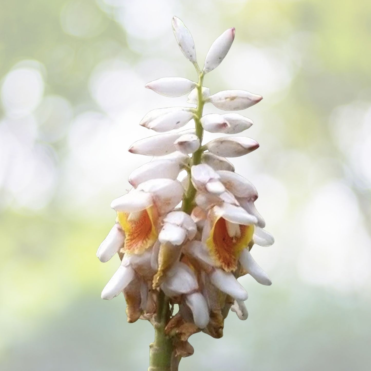 Malacca Ginger Seeds - Rare Organic 5 Seeds - Alpinia malaccensis - Free Shipping