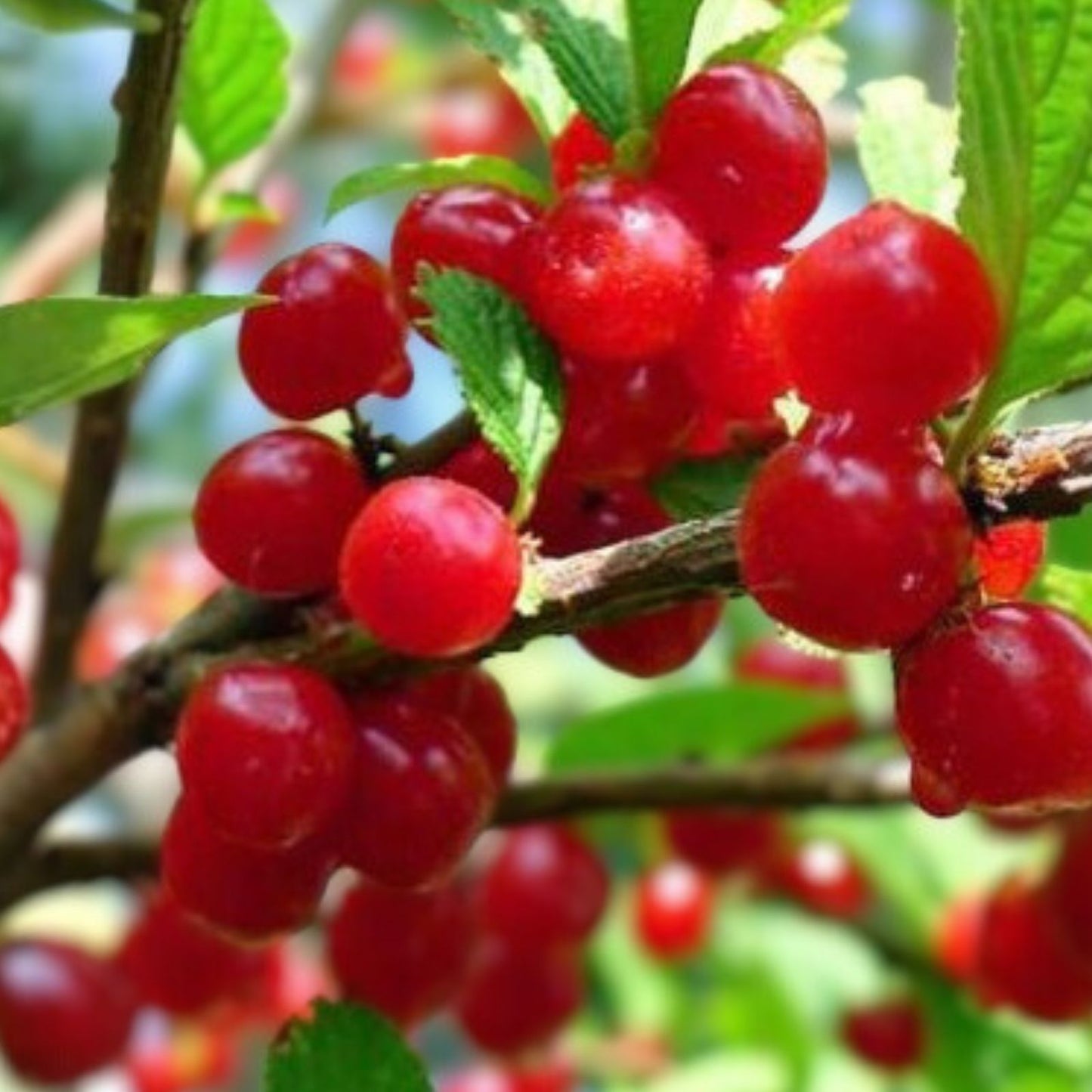 Nanking Bush Cherry Live Plant - Bare Root Prunus tomentosa 'Nanking' Edible Fruit Shrub for Zones 2-8