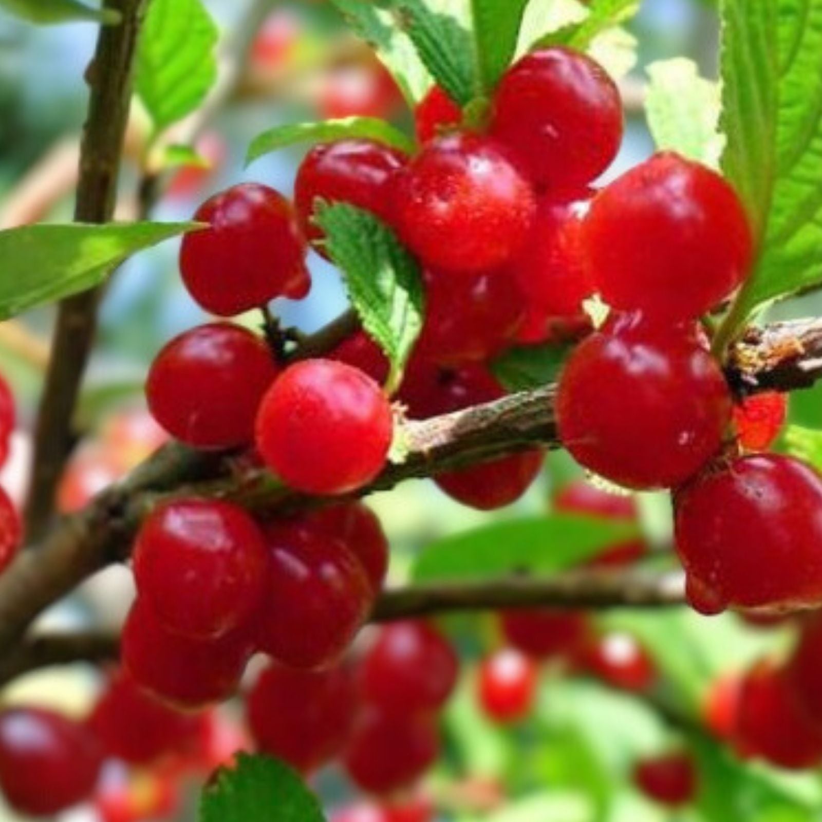 Nanking Bush Cherry Live Plant - Bare Root Prunus tomentosa 'Nanking' Edible Fruit Shrub for Zones 2-8