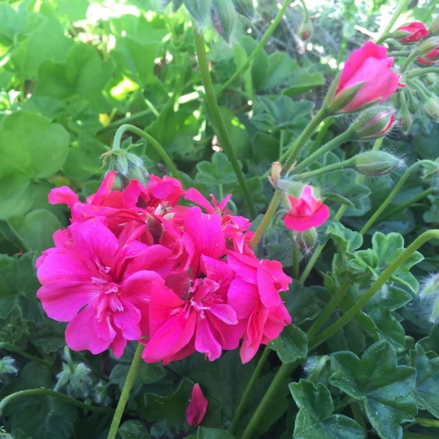 Hot Pink Pelargonium Peltatum Ivy Geranium Live Plant 6" Starter Cuttings for Container Gardening and Hanging Baskets