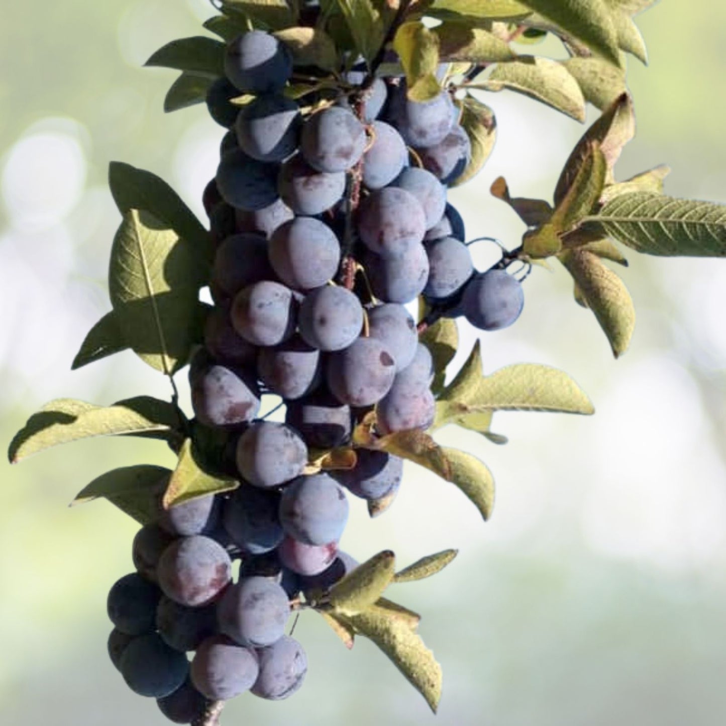 Beach Plum Seeds - 10 Pre-Stratified Seeds - Prunus Maritima - Coastal Native Fruit Plant Seeds - Free Shipping