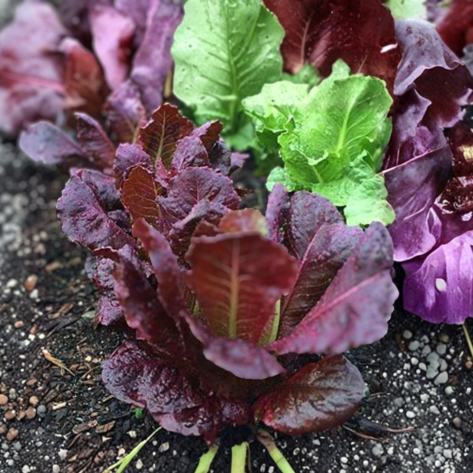 Red Romaine Lettuce Seeds – Heirloom Non-GMO, 50+ Seeds for Home Garden, Lactuca sativa, Leafy Salad Greens