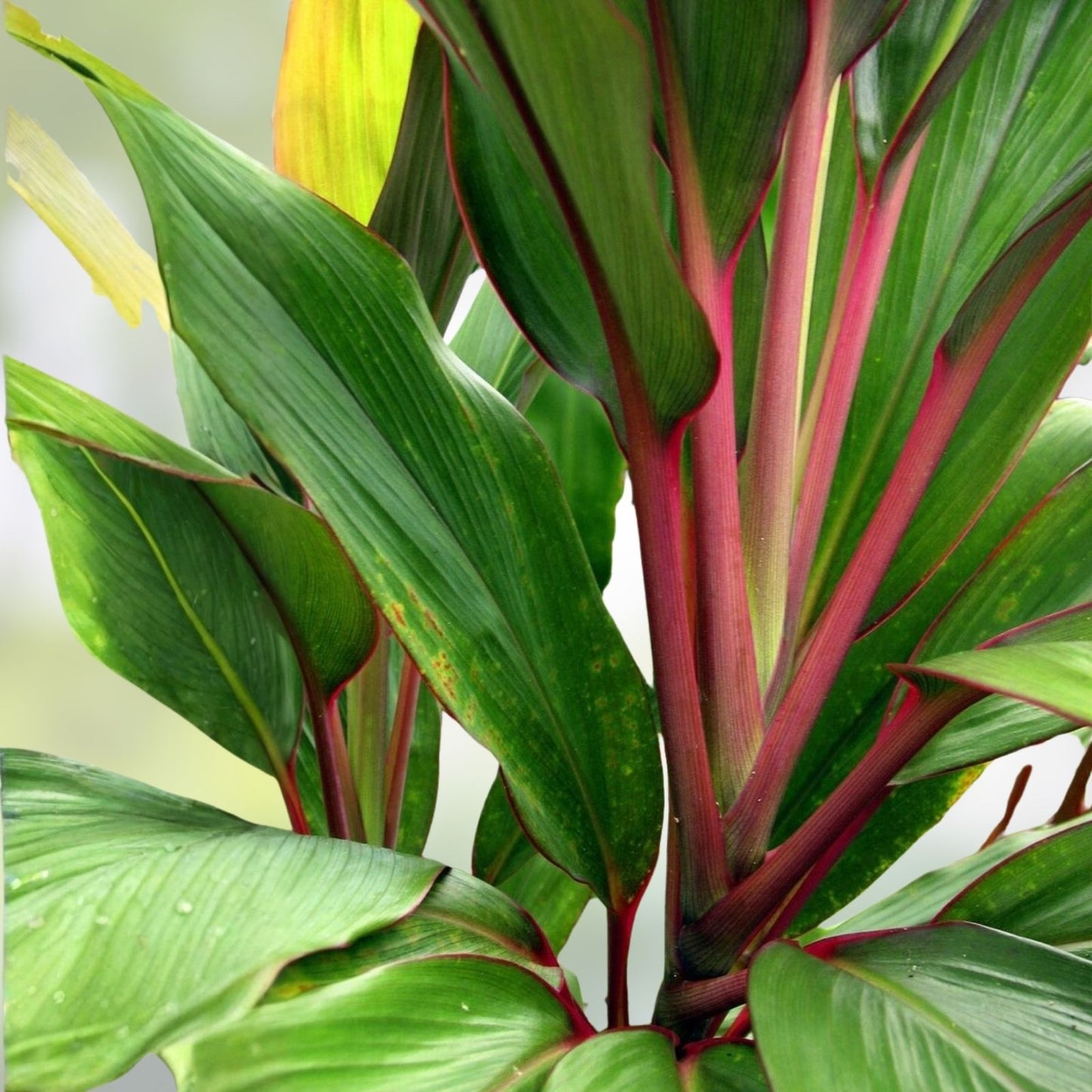 Hawaiian Ti Leaf Cuttings 6-inch Hybrid Green Pink Red No Roots - 3 Fresh Cordyline fruticosa Plant Cuttings