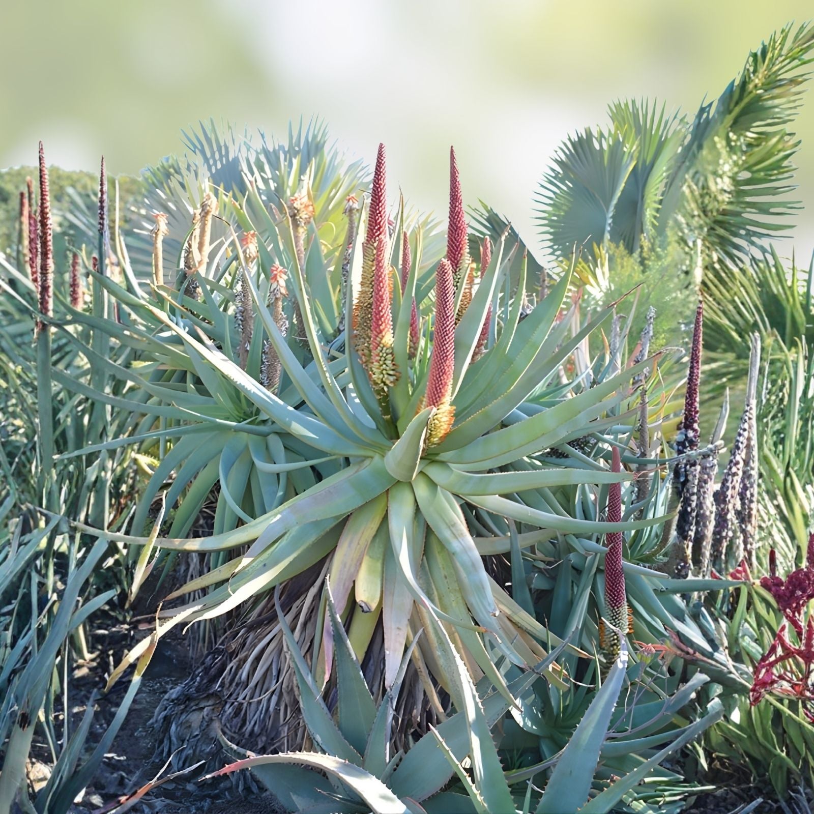 Aloe x Principis RAW Cuttings for 1g Pot - Succulent Plant, Indoor/Outdoor, Low Maintenance Aloe Variety