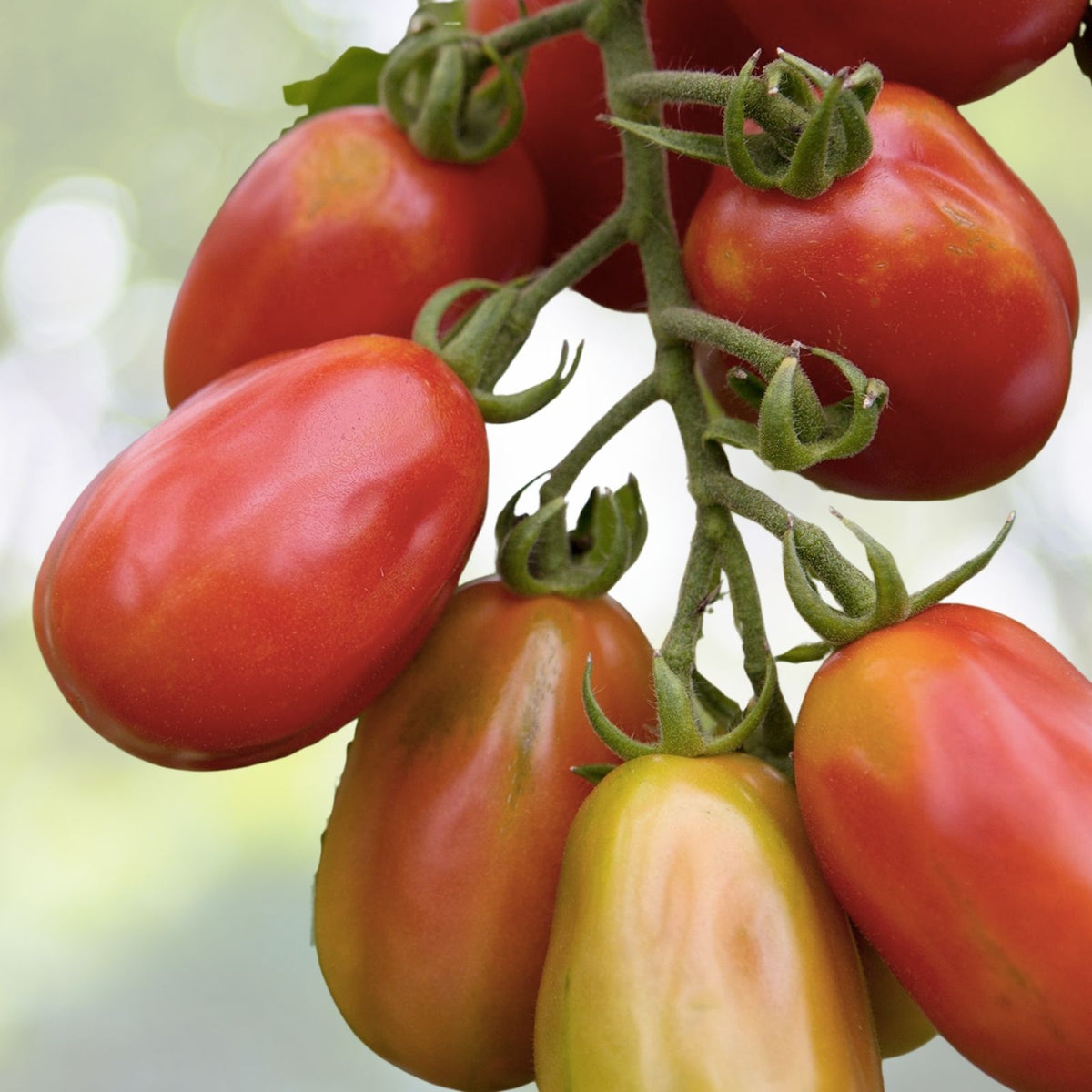 Roma VF Tomato Seeds | Non-GMO Heirloom Vegetable Seeds | Lycopersicon esculentum | High Yield Variety