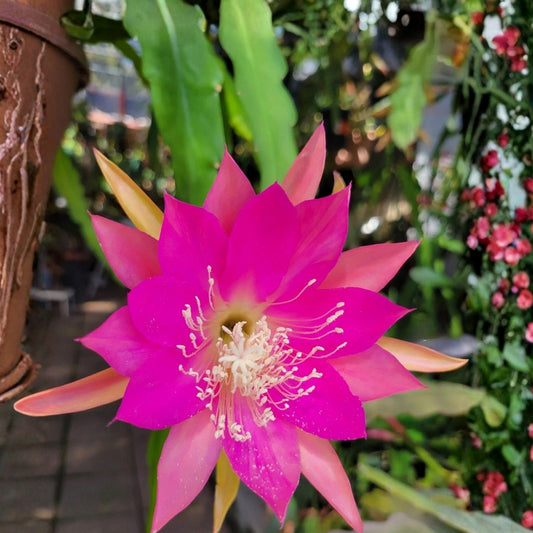 Epiphyllum Gitti Paetz Unrooted Cuttings 8-10 inches - Orchid Cactus Tropical Houseplant for Home Decor