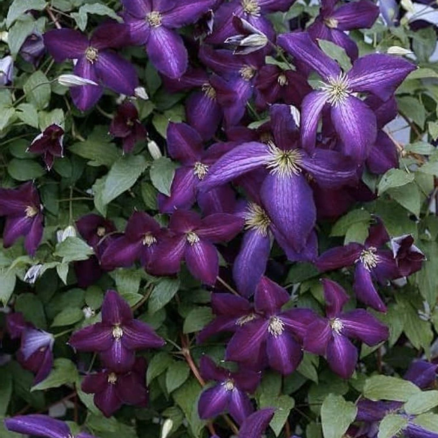 Purple Clematis Seeds for Planting - Perennial Flowering Vines - Clematis occidentalis - Garden Landscaping Seeds