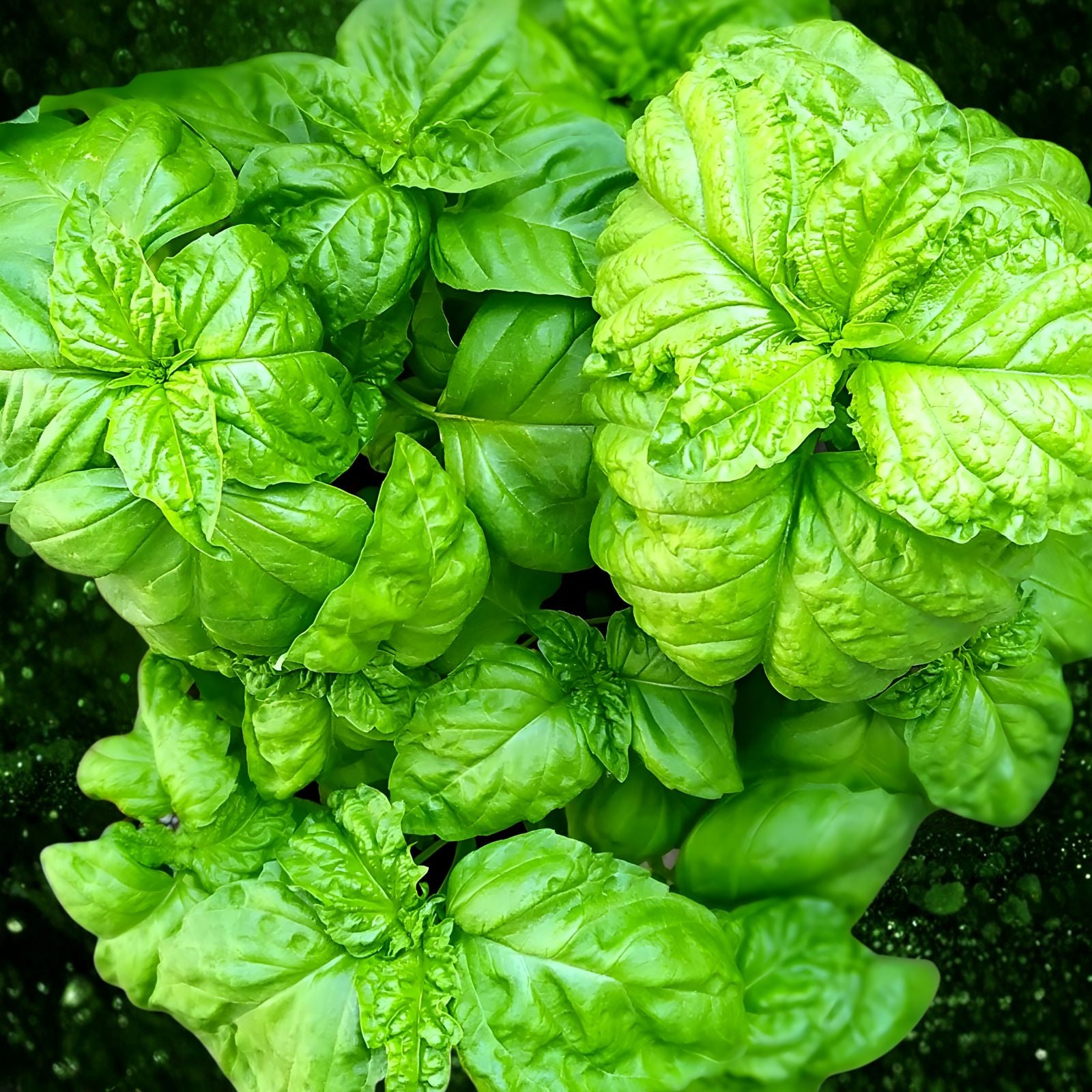Organic Basil Seeds 500 Count - Super Sweet Ashalim - Non-GMO Herb Garden Seeds - Ocimum basilicum