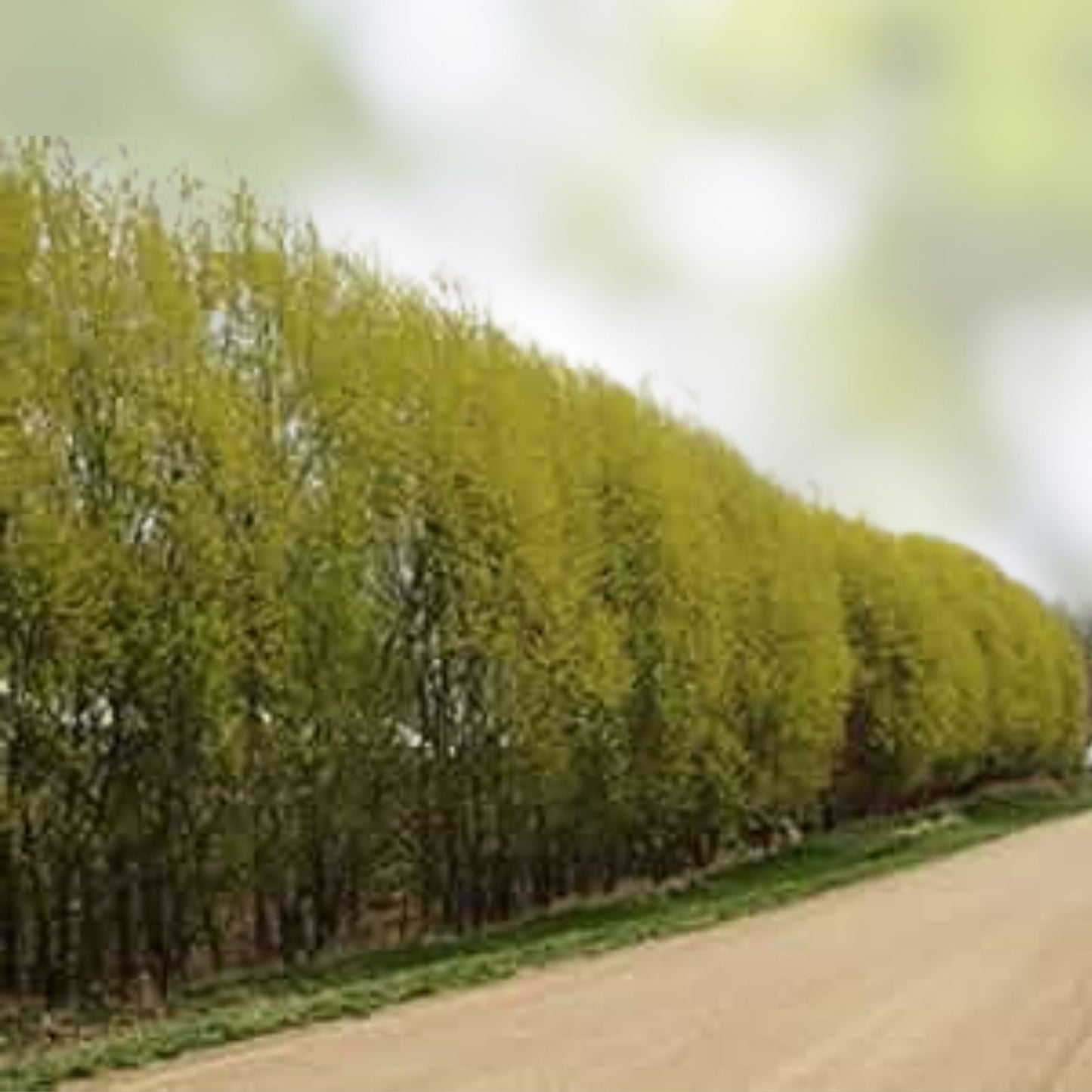 Austree Hybrid Willow Tree Cuttings - 10 Inch Fresh, Fast Growing, 60 Thick Cuttings for Privacy Screens, Salix x sepulcralis
