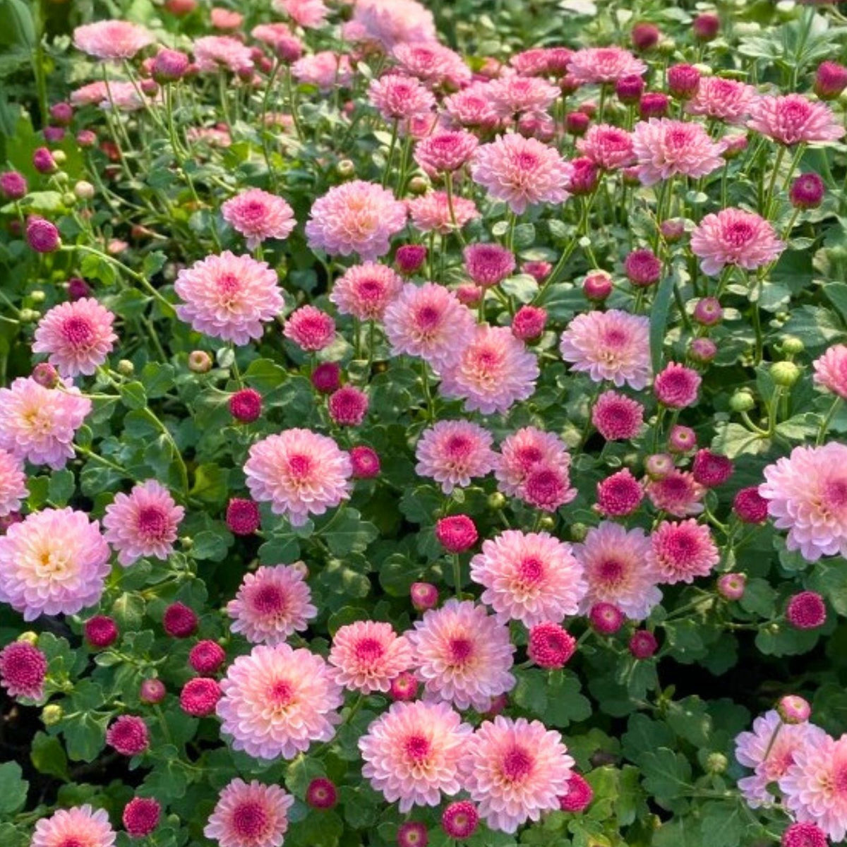 Candy Pink Mum Seeds 200+ Chrysanthemum Flower Seeds Vibrant Pink Blooms Chrysanthemum morifolium