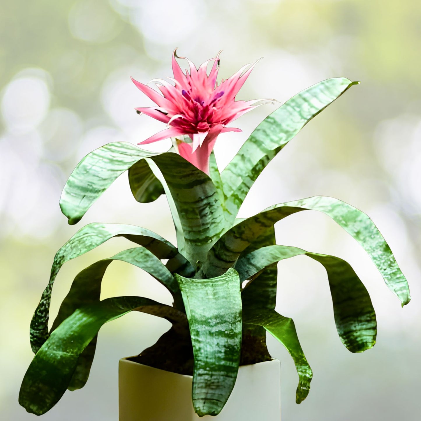 Bromeliad Plant 8" Aechmea Hacienda - Tropical Houseplant, Indoor Air Purifier, Easy Care Decor Plant (Aechmea)