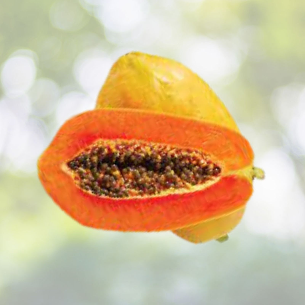 Maradol Papaya Seeds - 25+ Sweet Edible Tropical Fruits - Fast Growing (Carica papaya)