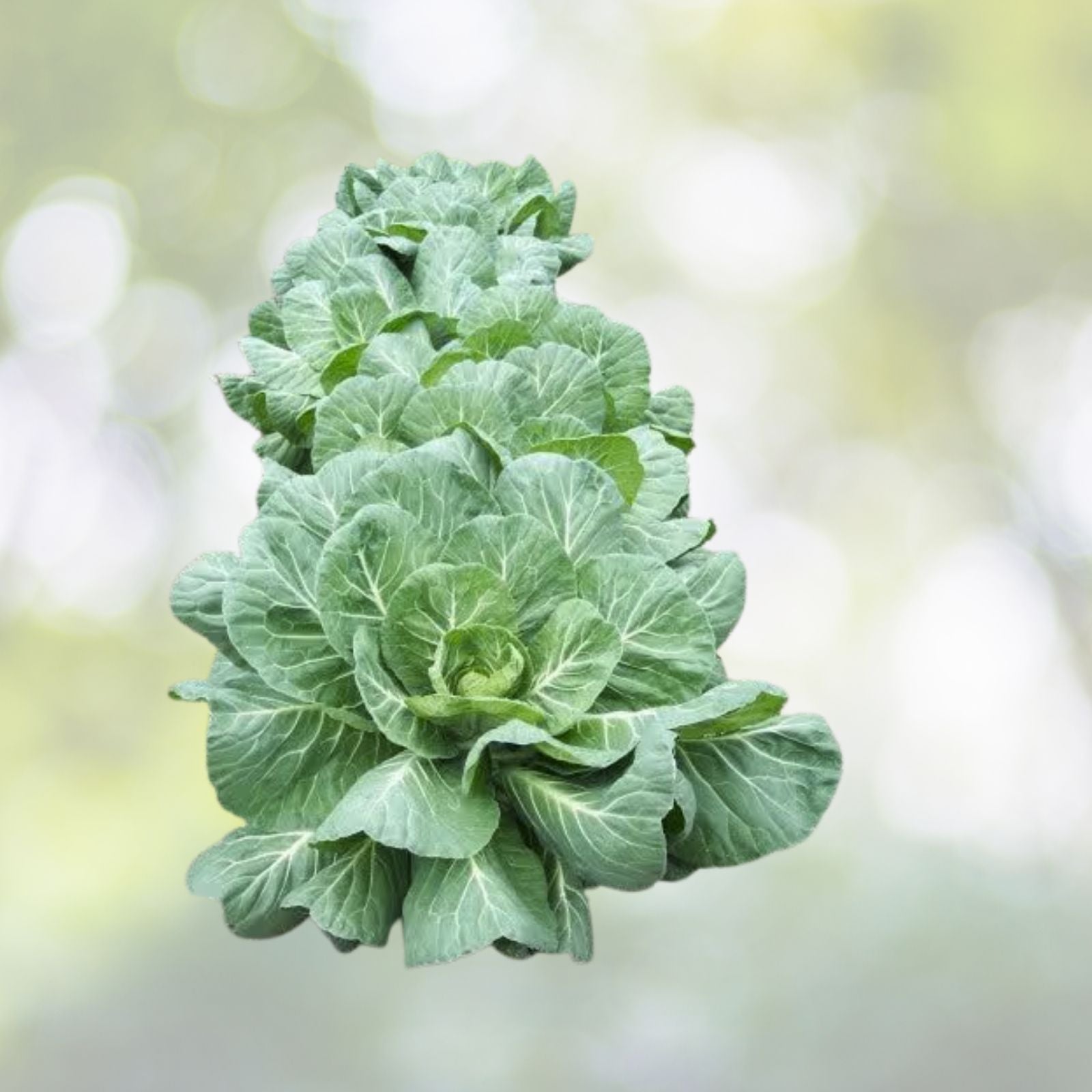 Vates Collards Seeds | Heirloom NON-GMO Vegetable Seeds | Brassica oleracea var. acephala | Fresh Garden Seeds