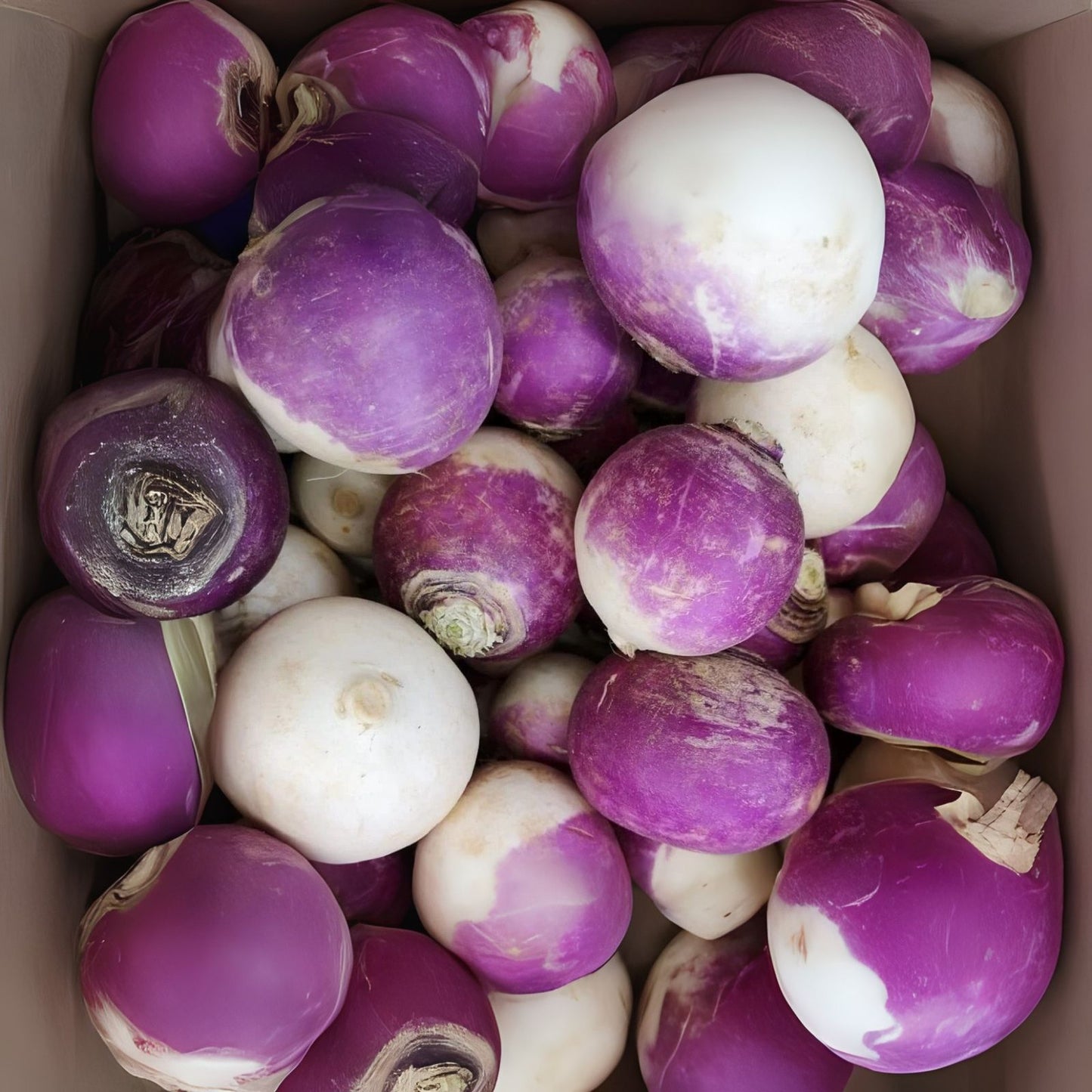 Turnip Seeds for Planting | Purple Top Variety | Non-GMO Heirloom | Brassica rapa