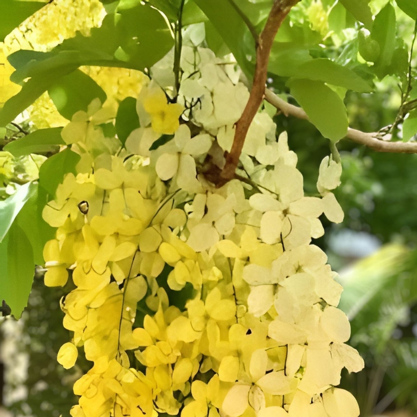Golden Shower Tree Seeds 30 Pack - Weeping Yellow Bloom Cassia fistula Tropical Flowering Tree