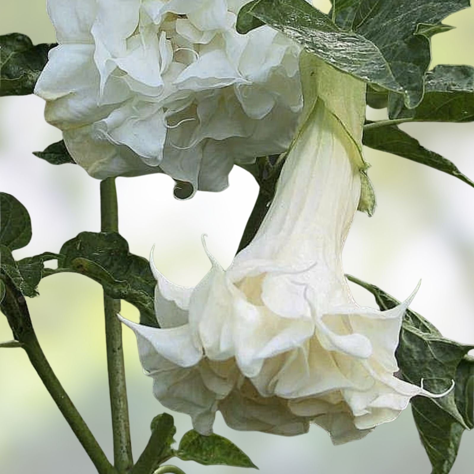 White Brugmansia Cuttings - 2 Unrooted Angel's Trumpet Datura spp. - Ornamental Flowering Plant for Garden