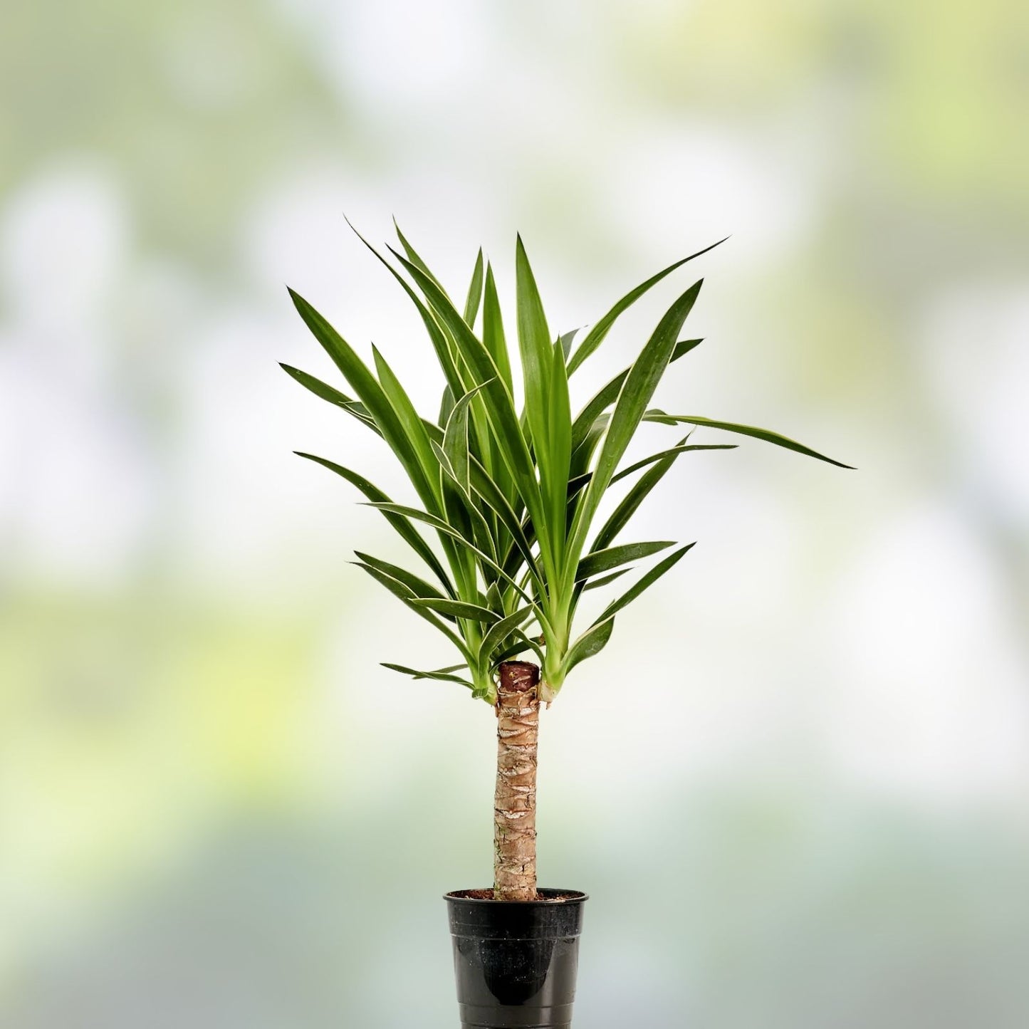 Variegated Yucca Plant 1 Gallon Hybrid 'Solaris' Succulent Rooted Rare Houseplant