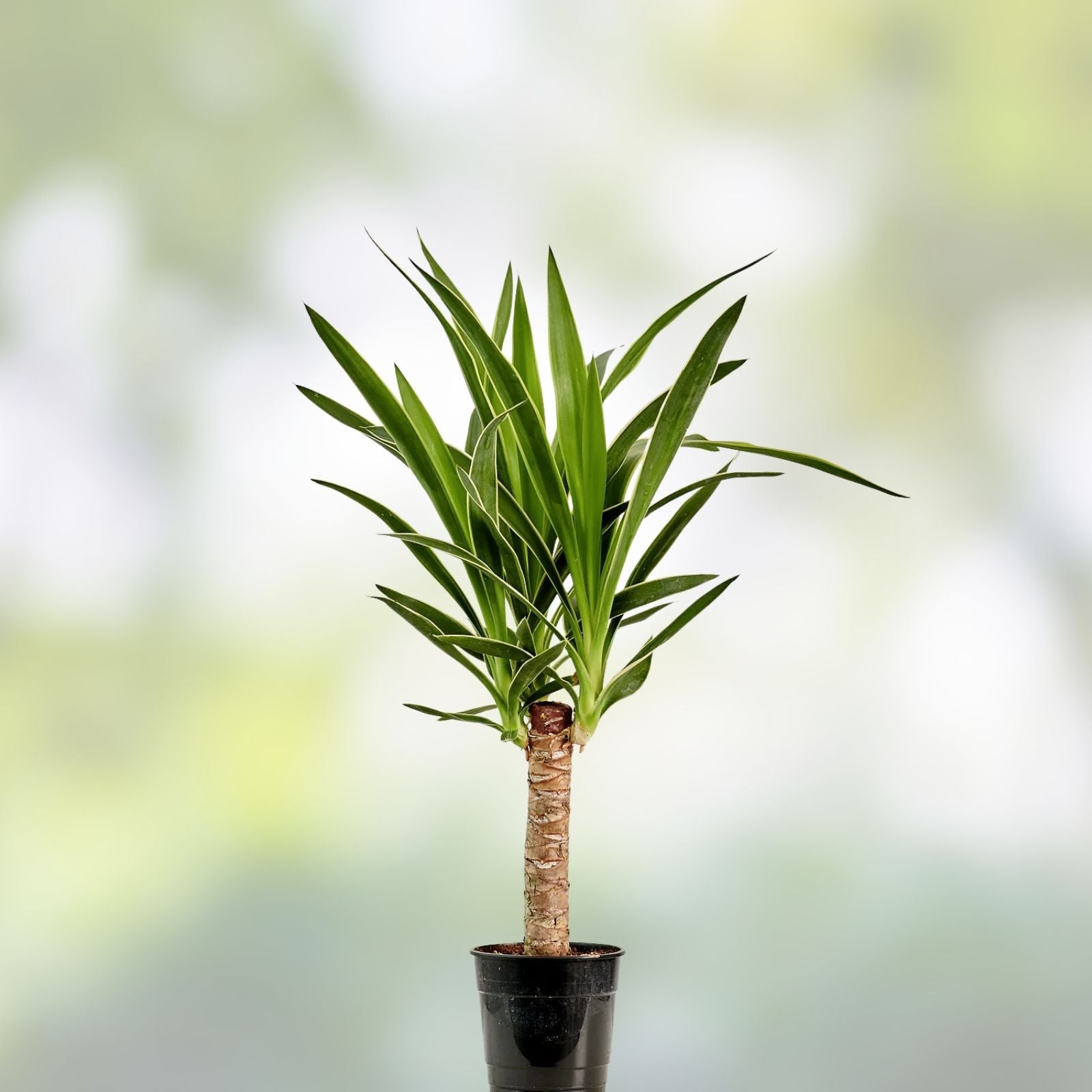 Variegated Yucca Plant 1 Gallon Hybrid 'Solaris' Succulent Rooted Rare Houseplant