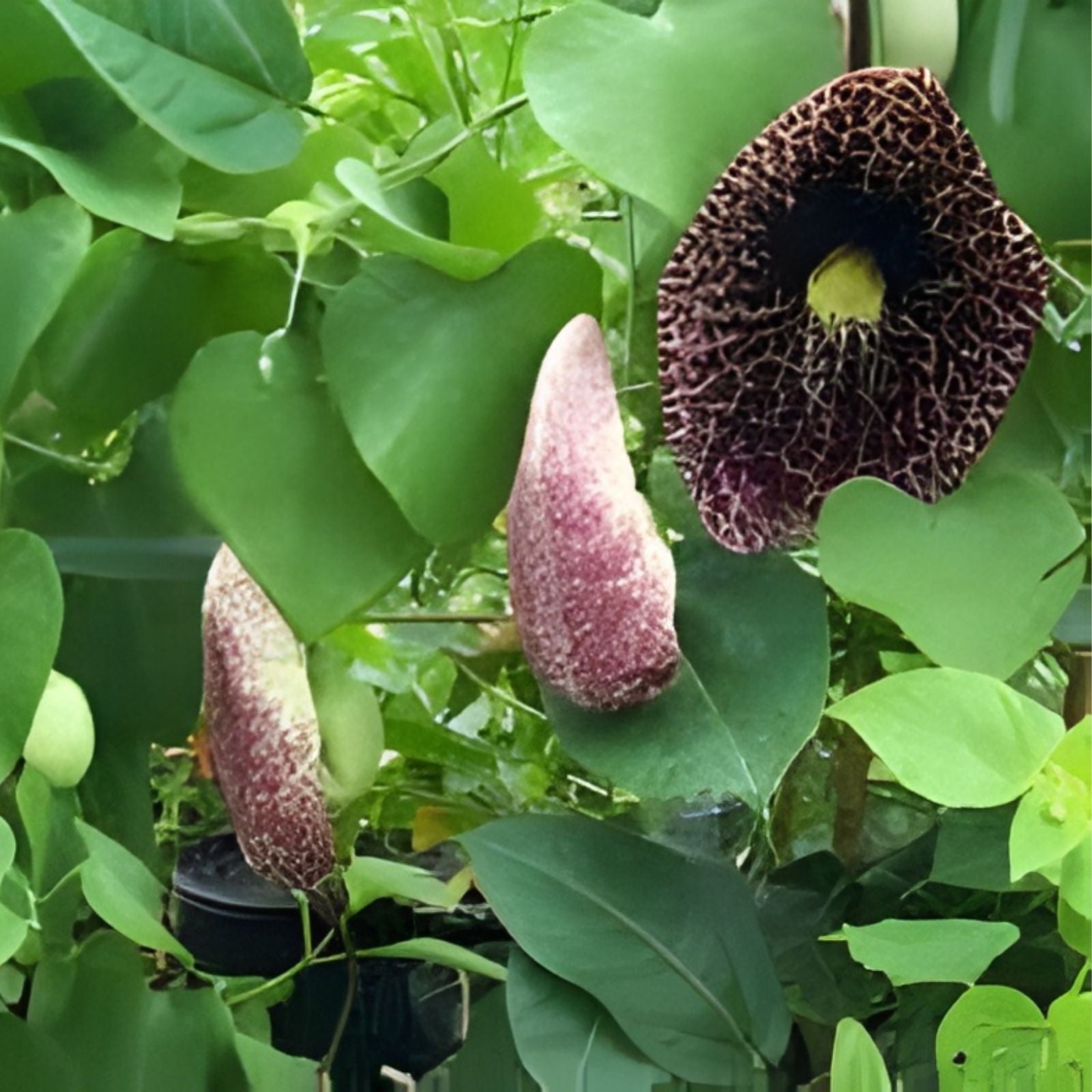 Creeping Dutchman's Pipe Vine Seeds 20 Pack, Aristolochia debilis, Fast Growing, USA Seller