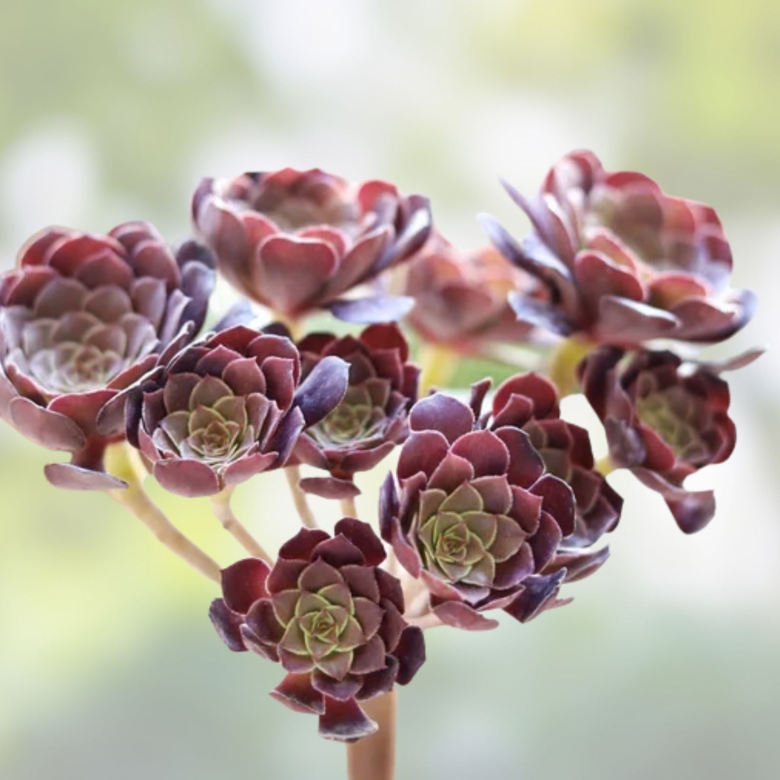 Aeonium Cutting | Rooted Succulent Plant | Firefox Variety | Indoor Gardening | Easy Care Houseplant
