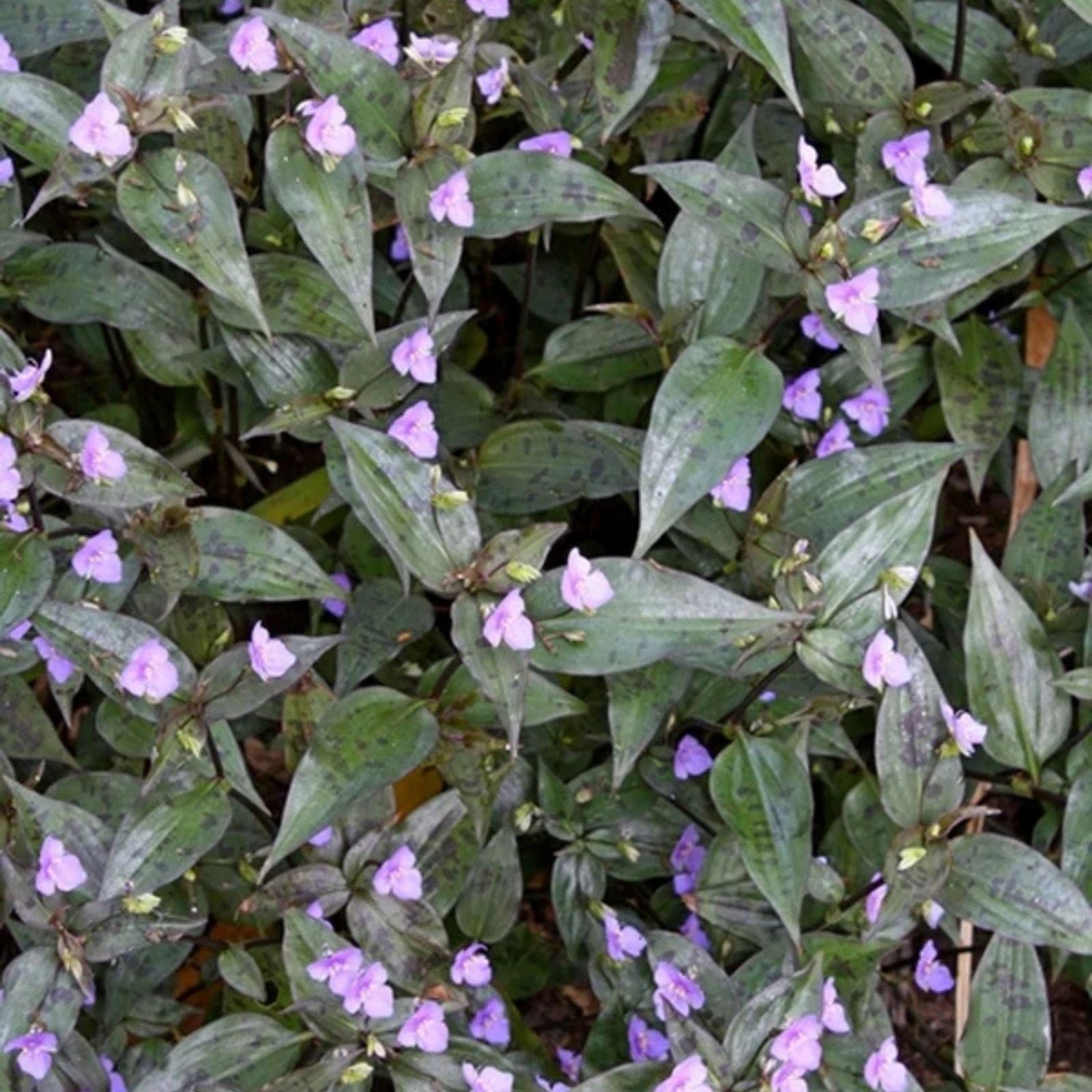 Tinantia Pringlei Cuttings - Mexican Speckled Wandering Jew Indoor House Plant - Live Plant Cuttings