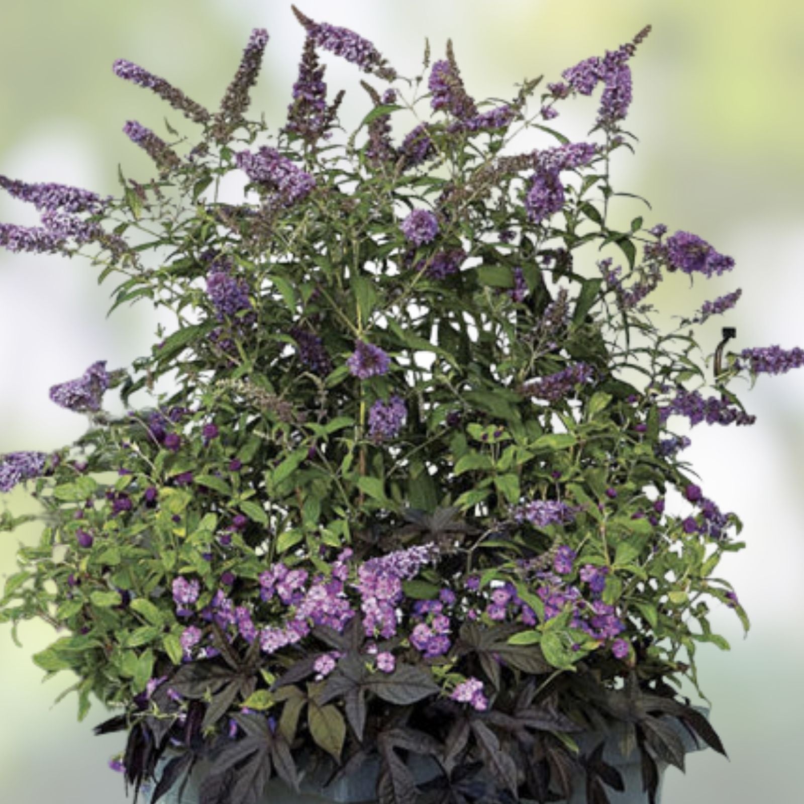 Buddleja Davidii Purple Butterfly Bush 6” Live Flower Plant Unrooted Cuttings - Butterfly Attracting Garden Plant