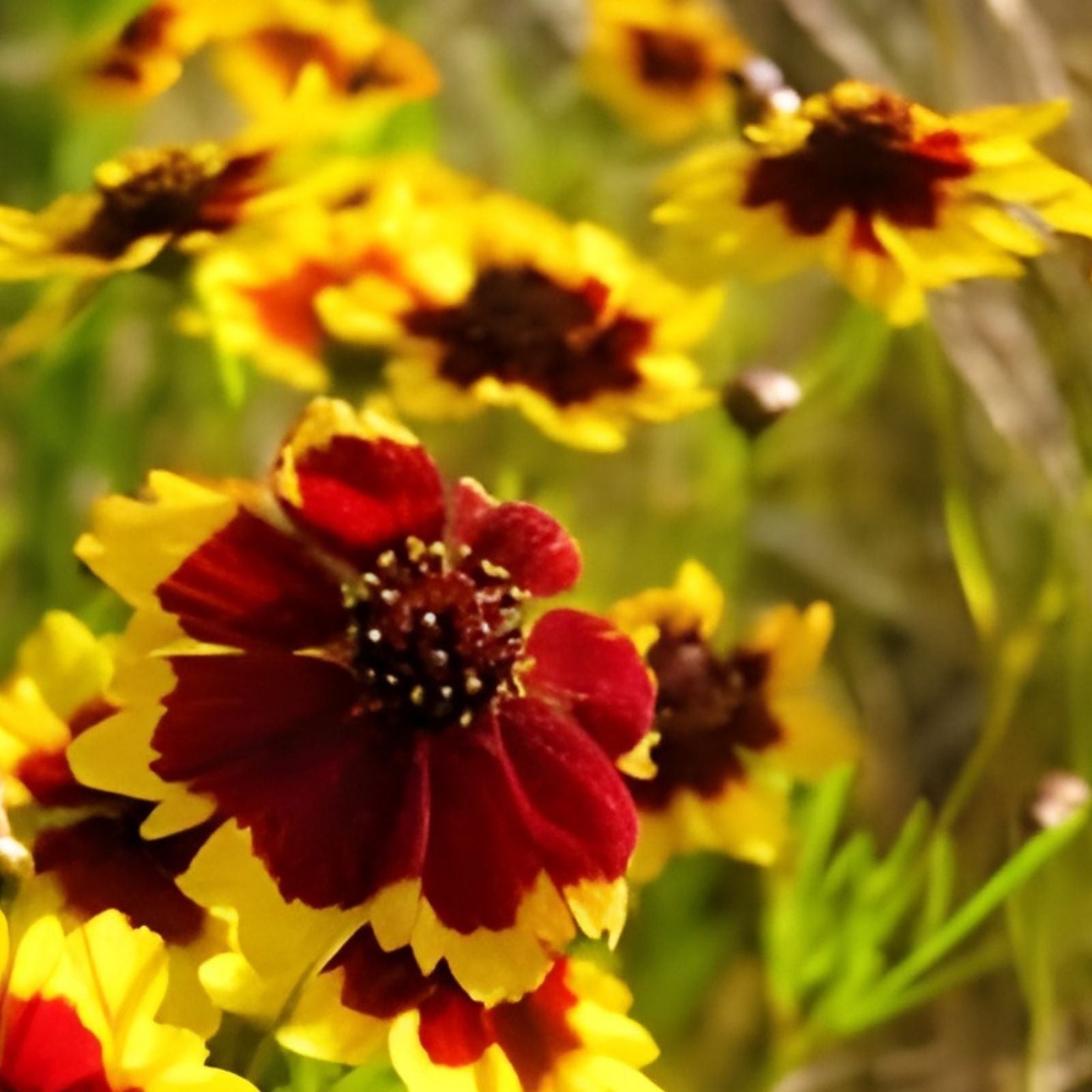 Coreopsis Seeds 100 Count Plains Tall Variety Bright Yellow Flowers Perennial Garden Flower Seeds - Coreopsis tinctoria