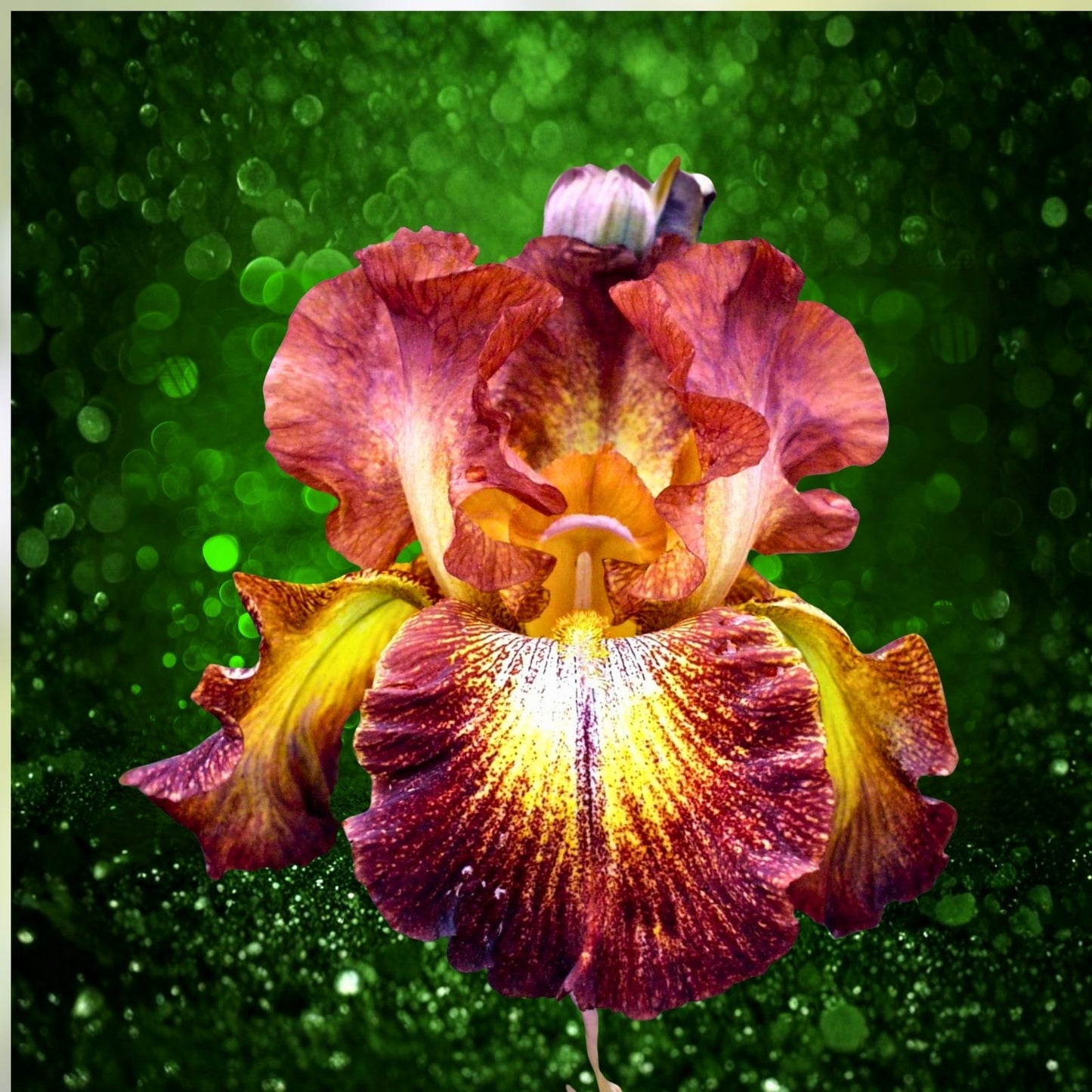 Bearded Iris Bulbs 5-Pack Mixed Colors Tall Reblooming Perennial Iris germanica Purple White Orange Red Yellow