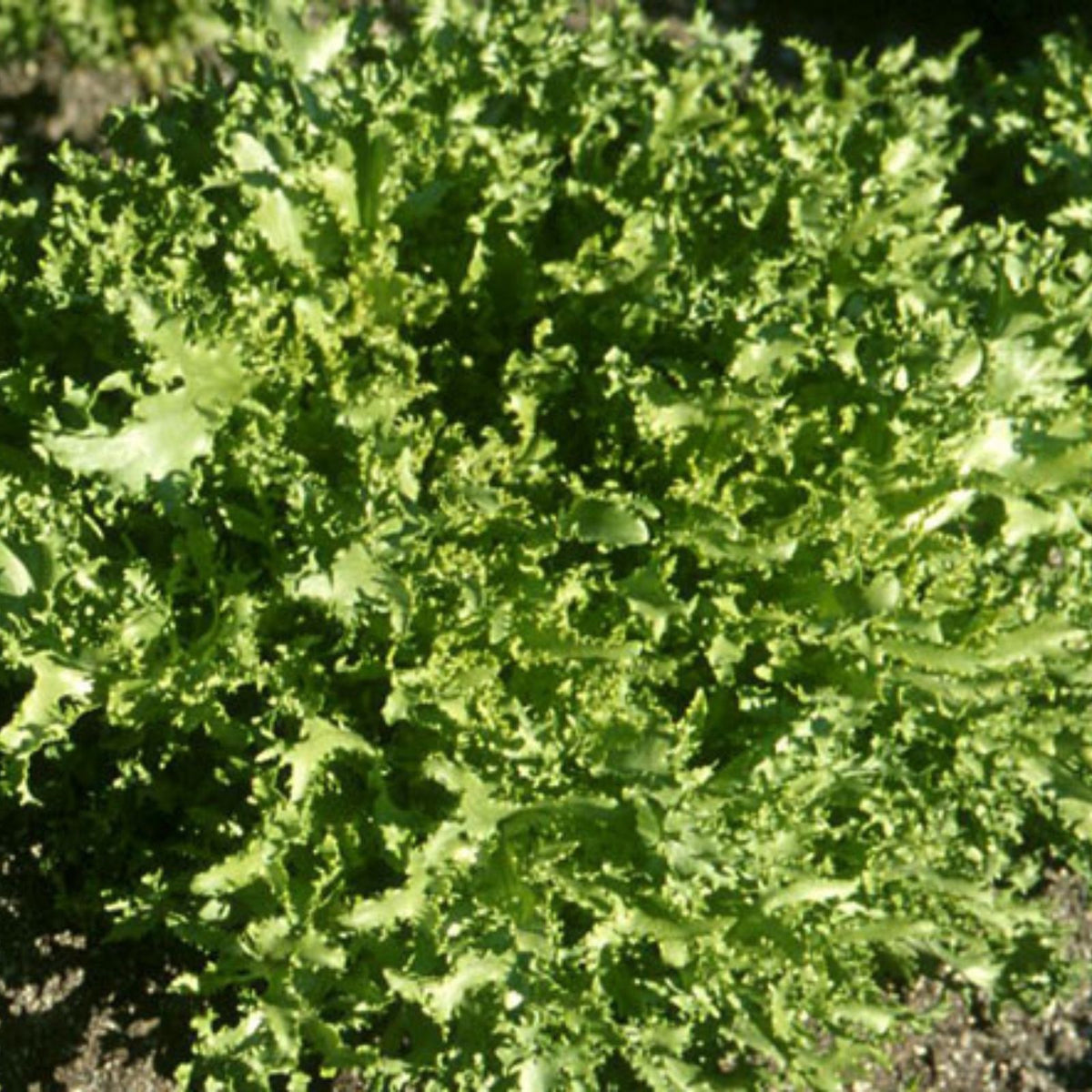 Heirloom Lettuce Seeds - Endive Broadleaf Batavian - Organic Salad Greens for Home Garden - 25+ Seeds