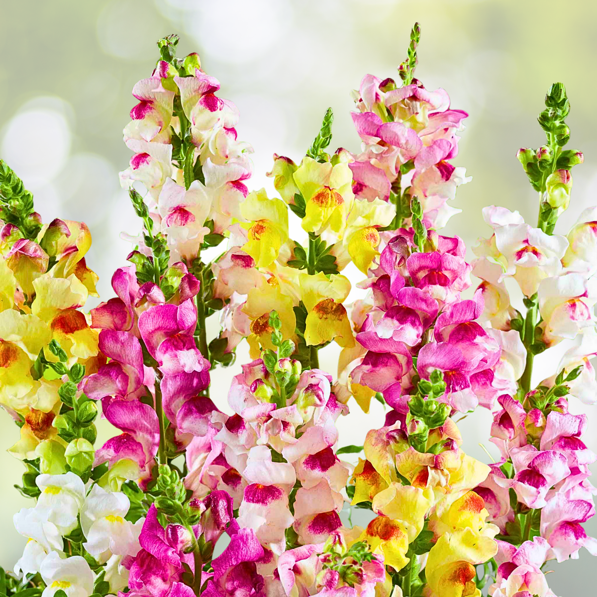 Snapdragon Seeds 1000 Count Brighton Rock Variegated Blooms Non-GMO Hummingbird Attracting Flowers (Antirrhinum majus)