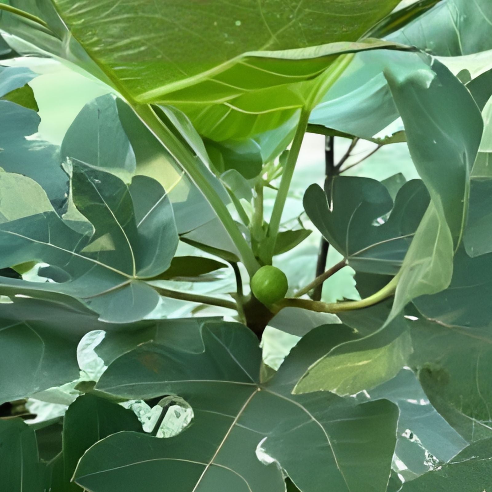 LSU Purple Fig Cuttings 4 Pack – Ficus carica Heirloom Fruit Tree Propagation for Planting
