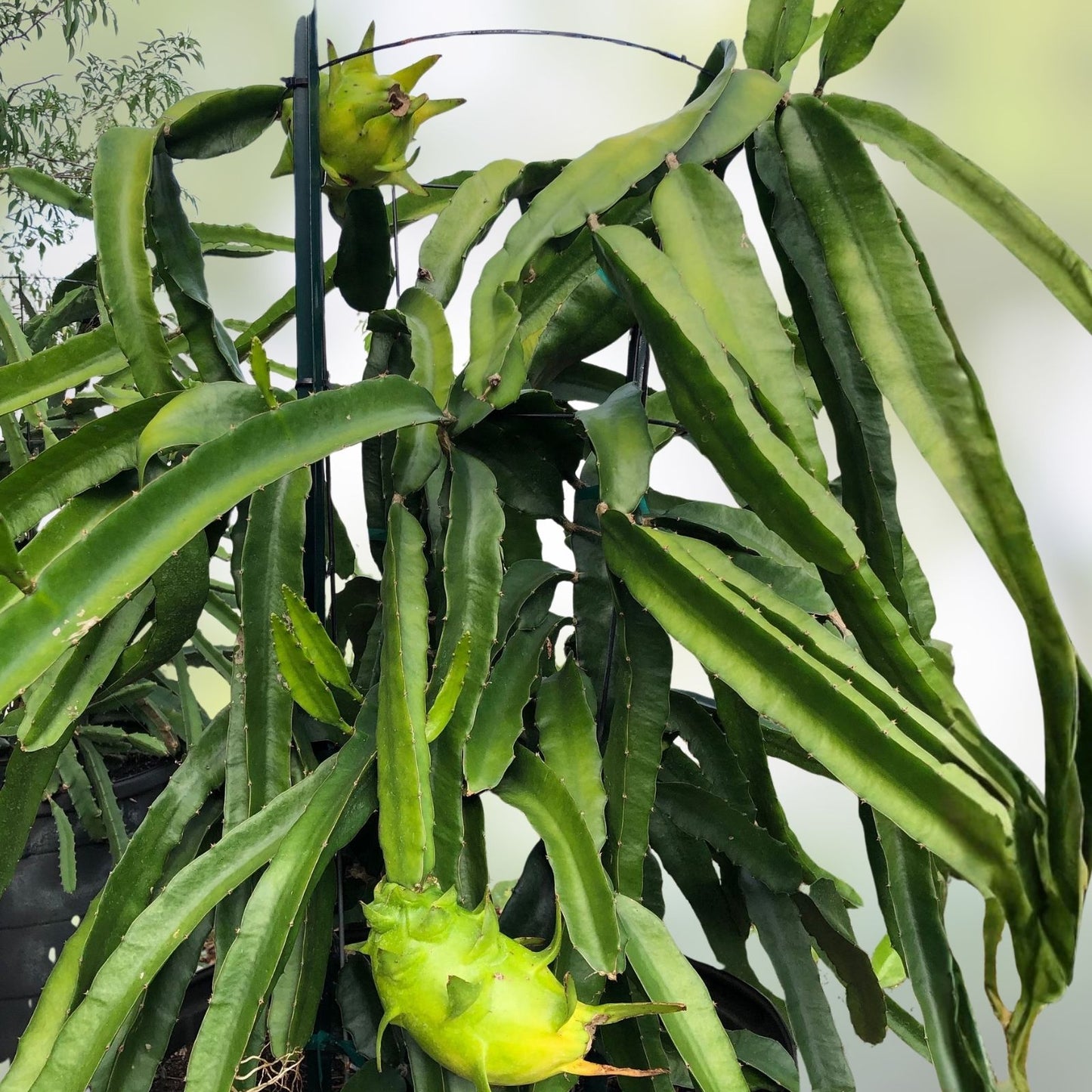 Rooted Yellow Dragon Fruit Cutting 8-10 Inch Israeli Pitaya Exotic Fruit Plant Hylocereus undatus for Home Garden