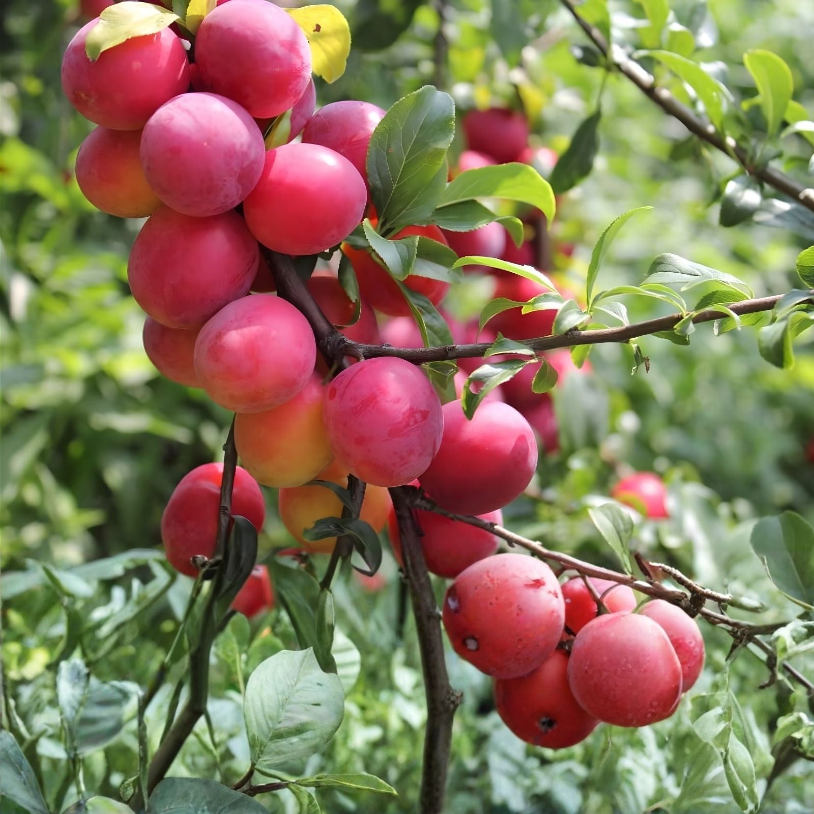 Plum Fruit Bonsai Tree Seeds 15 Pack Prunus Americana USA Grown Fruit Tree Seeds for Gardening and Landscaping