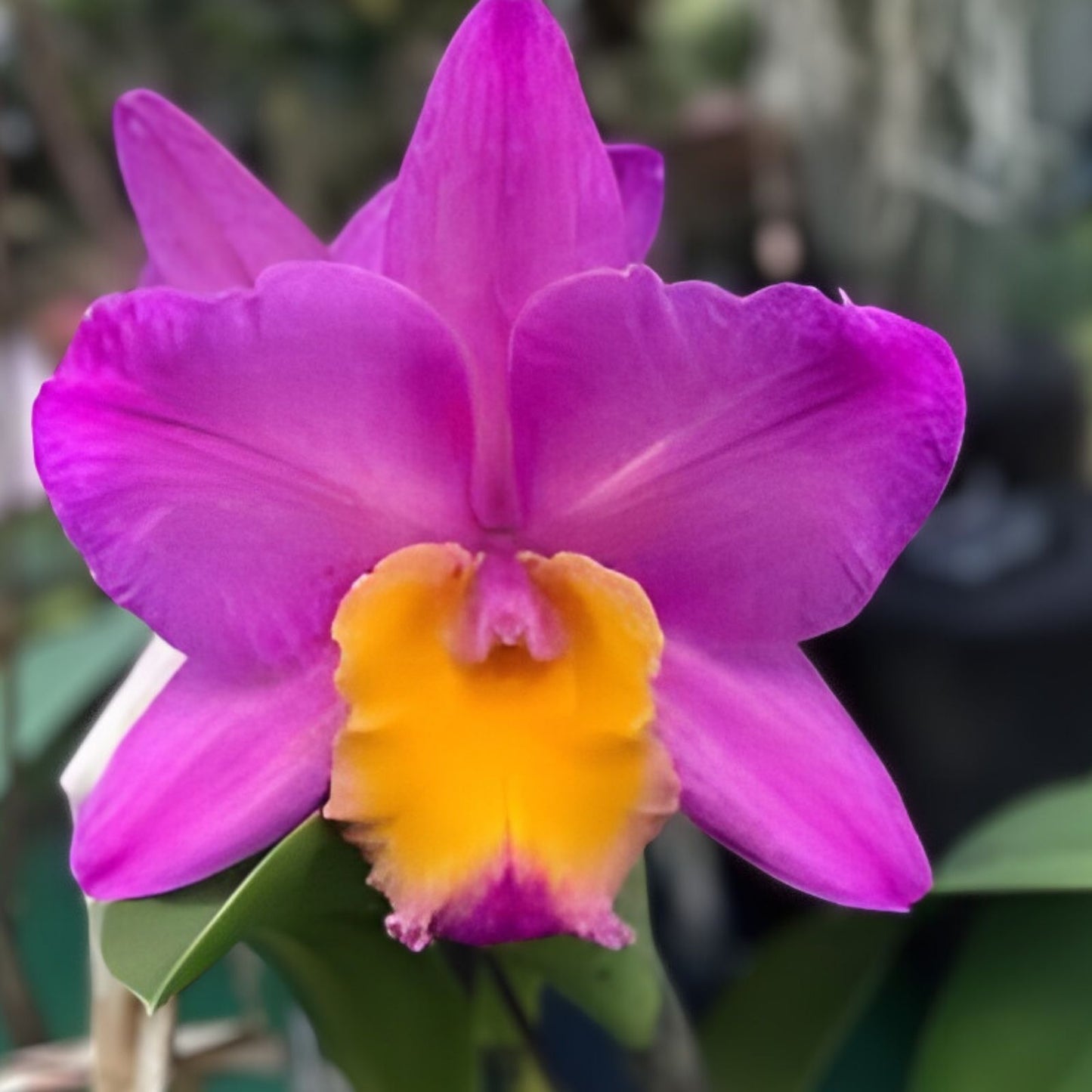 Cattleya Orchid Plant 2 Stem Bare Root Starter - Exotic Flowering Orchid - No Tag, Not Perfect Division