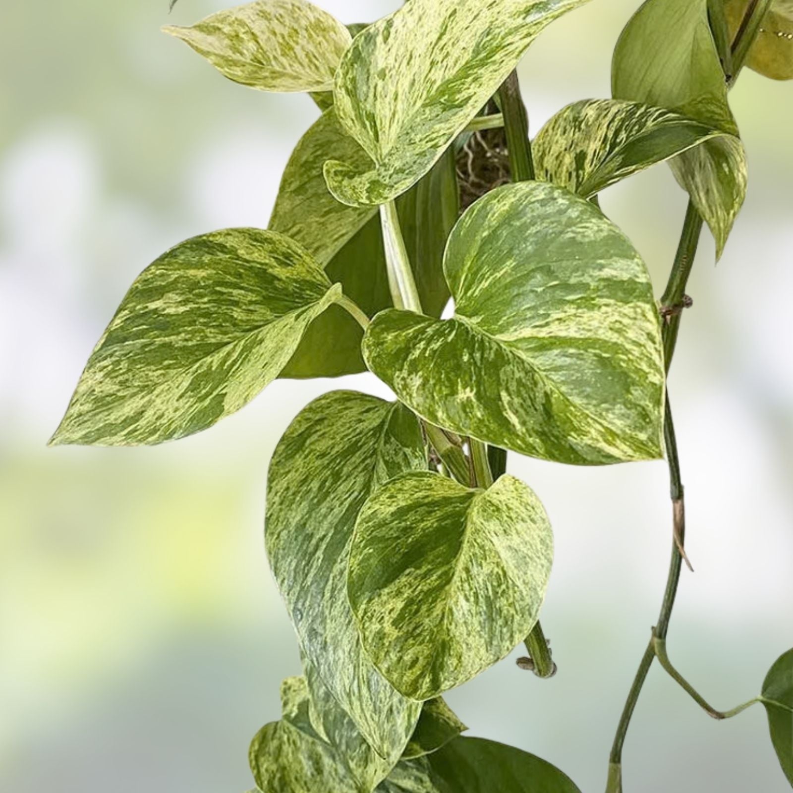 Pothos Cutting with Roots - Marble Queen Variety - Epipremnum aureum Houseplant Propagation