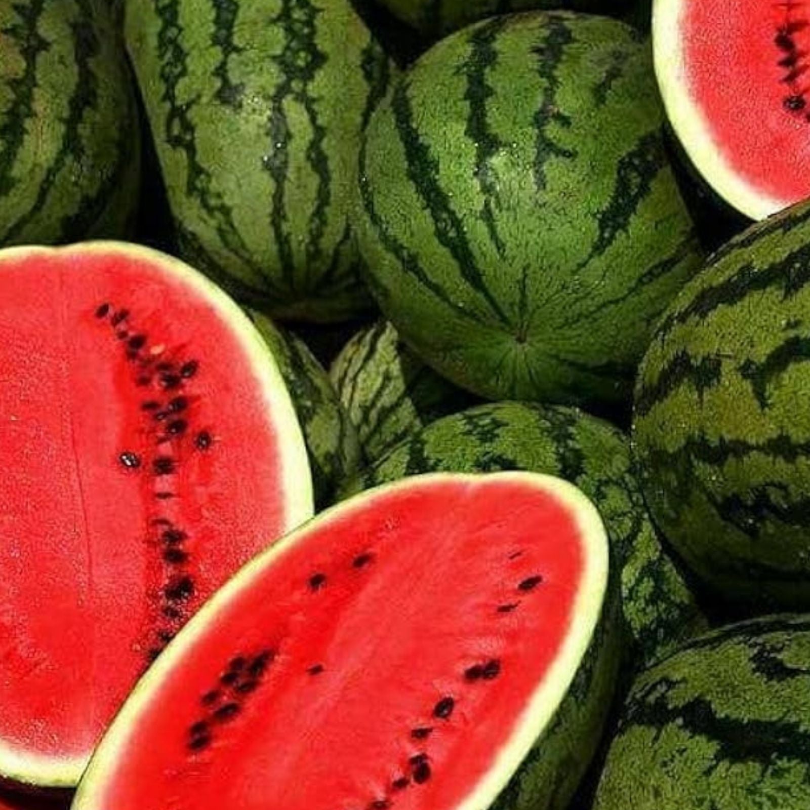 Jubilee Watermelon Seeds 40 Organic USA Heirloom Citrullus lanatus Fruit Plant Seeds