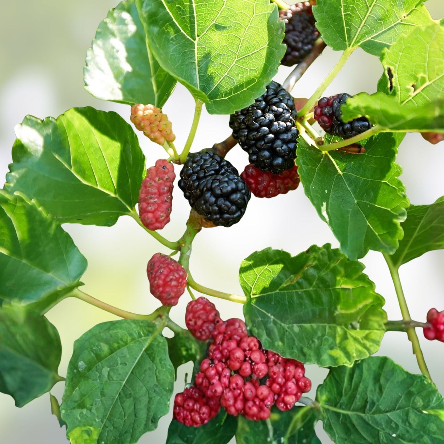 Mulberry Scions Cuttings 5 Pack - Choose Your Variety Morus spp. Fruit Tree Propagation
