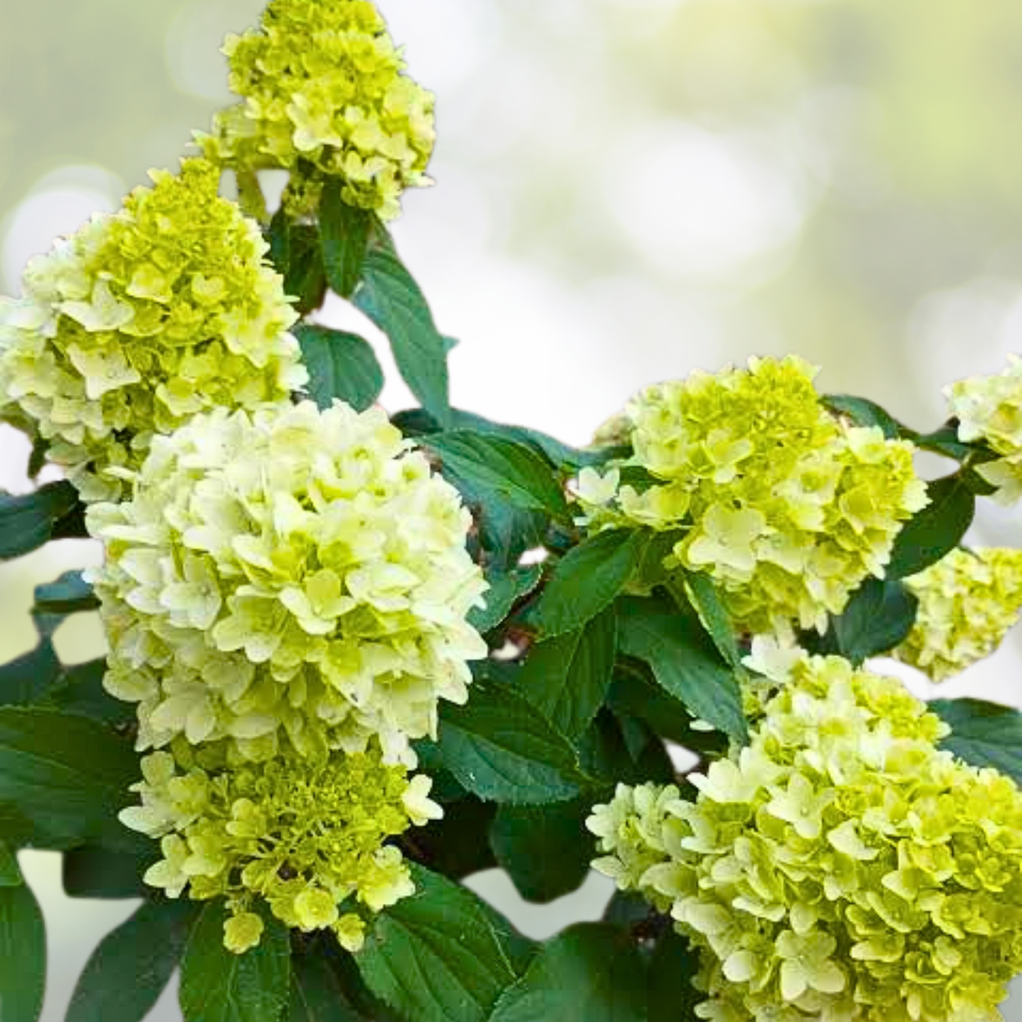 Hydrangea Starter Plant - Mojito Variety - Approx. 7-10 Inch - Hydrangea paniculata 'Mojito'