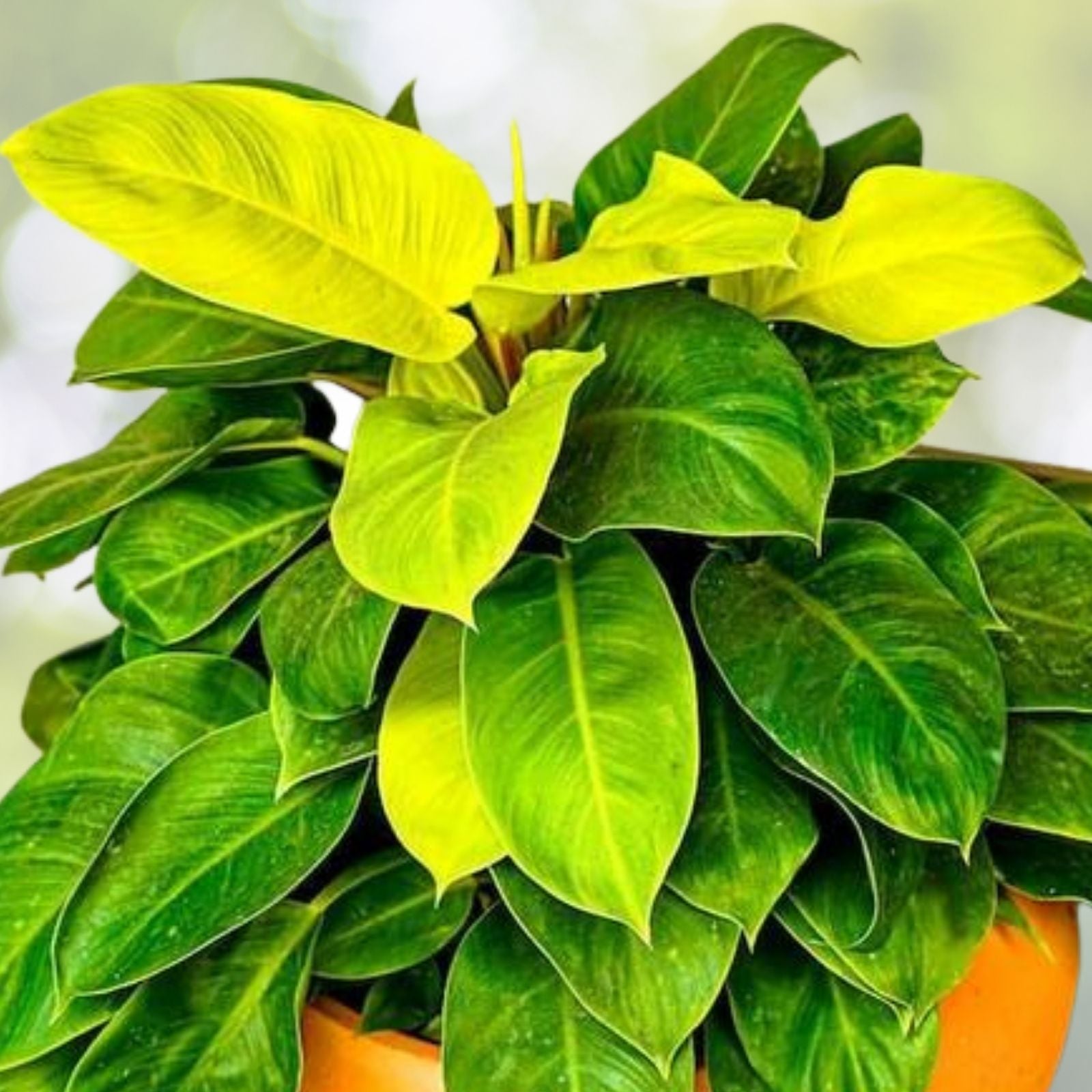 Philodendron Moonlight Plant 6" Pot | Philodendron bipinnatifidum | Tropical Indoor Houseplant | Home Décor Plant