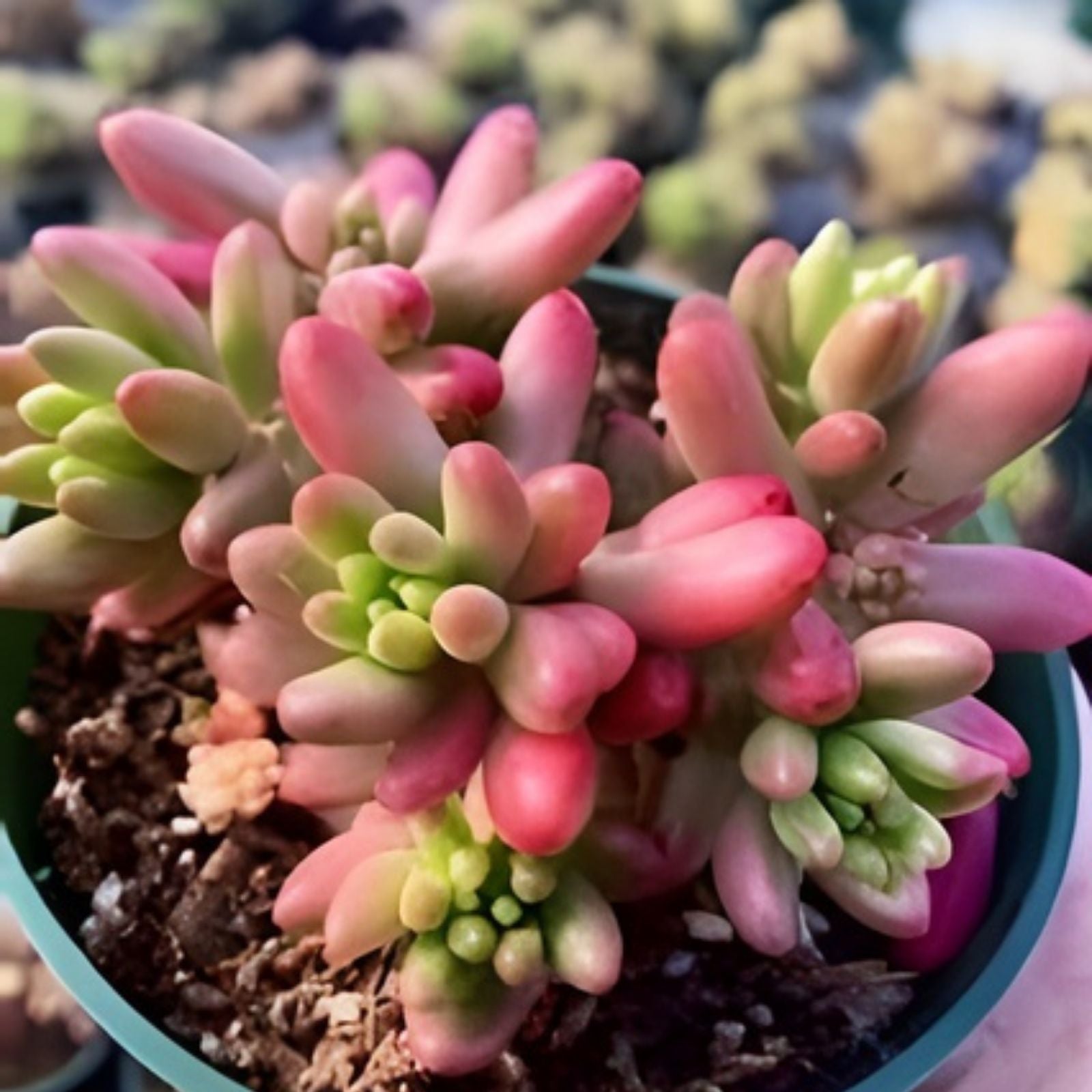 Live Succulent Cutting - Variegated Sedum Rubrotinctum 'Aurora' Pink Jelly Bean - Rare Plant for Garden, Indoor Decor